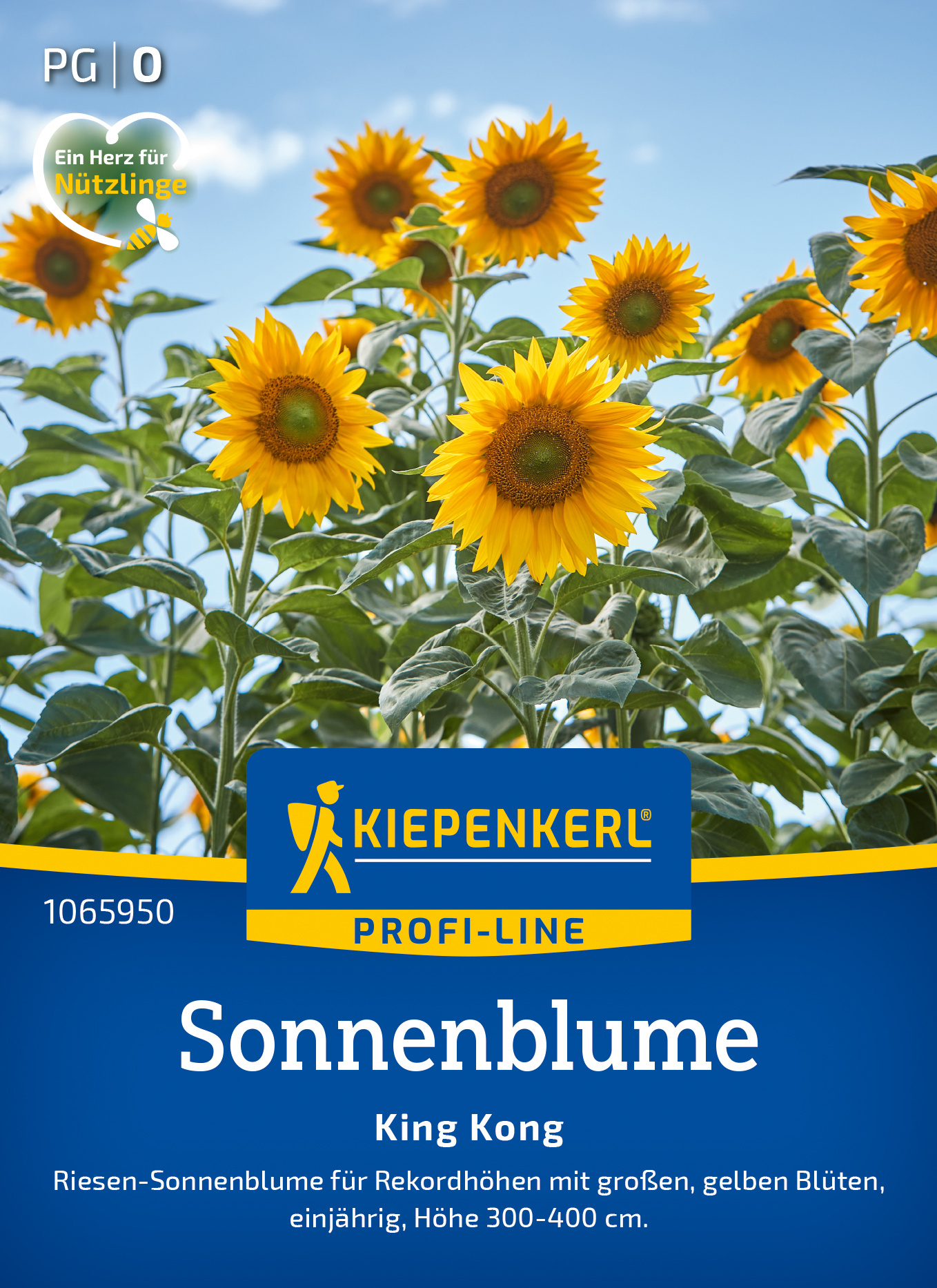 Sonnenblume King Kong Sonnenblume King Kong