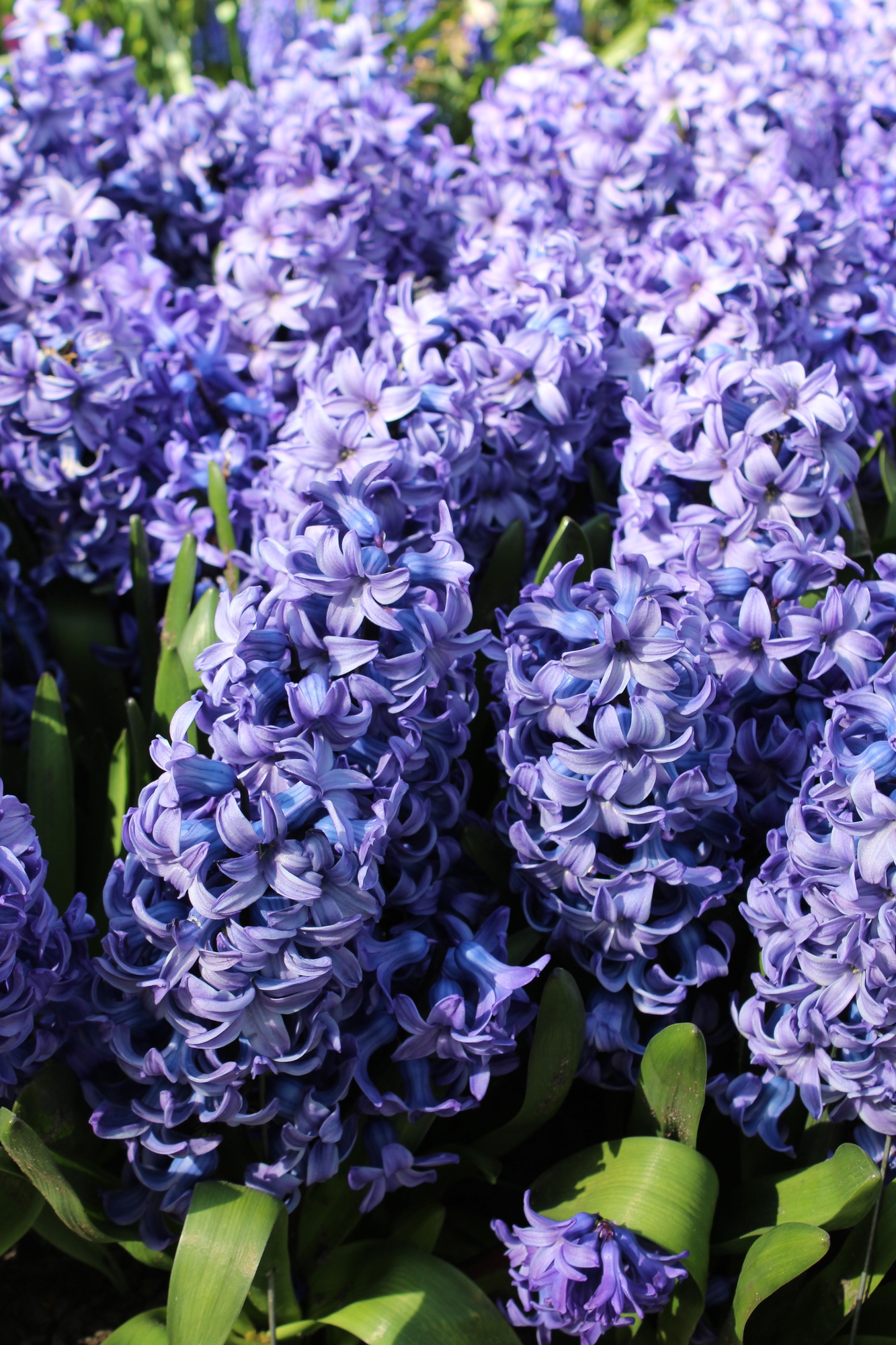 Hyazinthen Blue Star Hyazinthen Blue Star