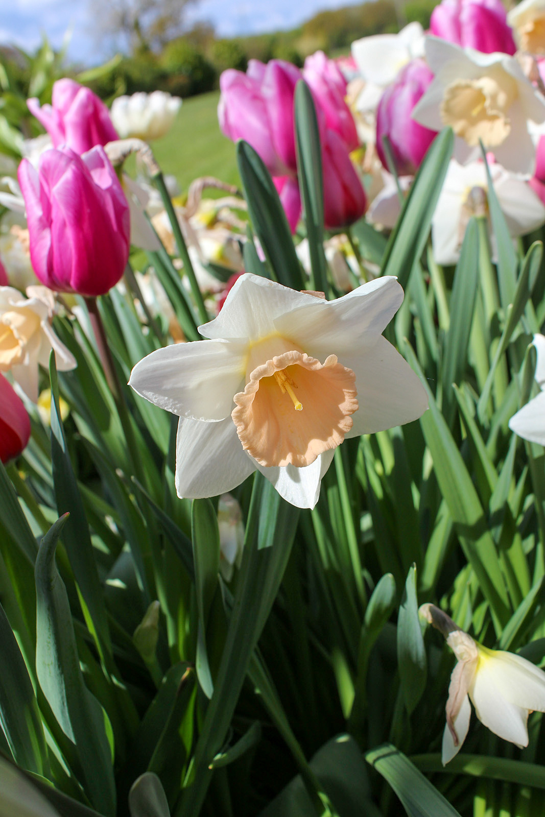 Großkronige Narzissen Passionale Großkronige Narzissen Passionale