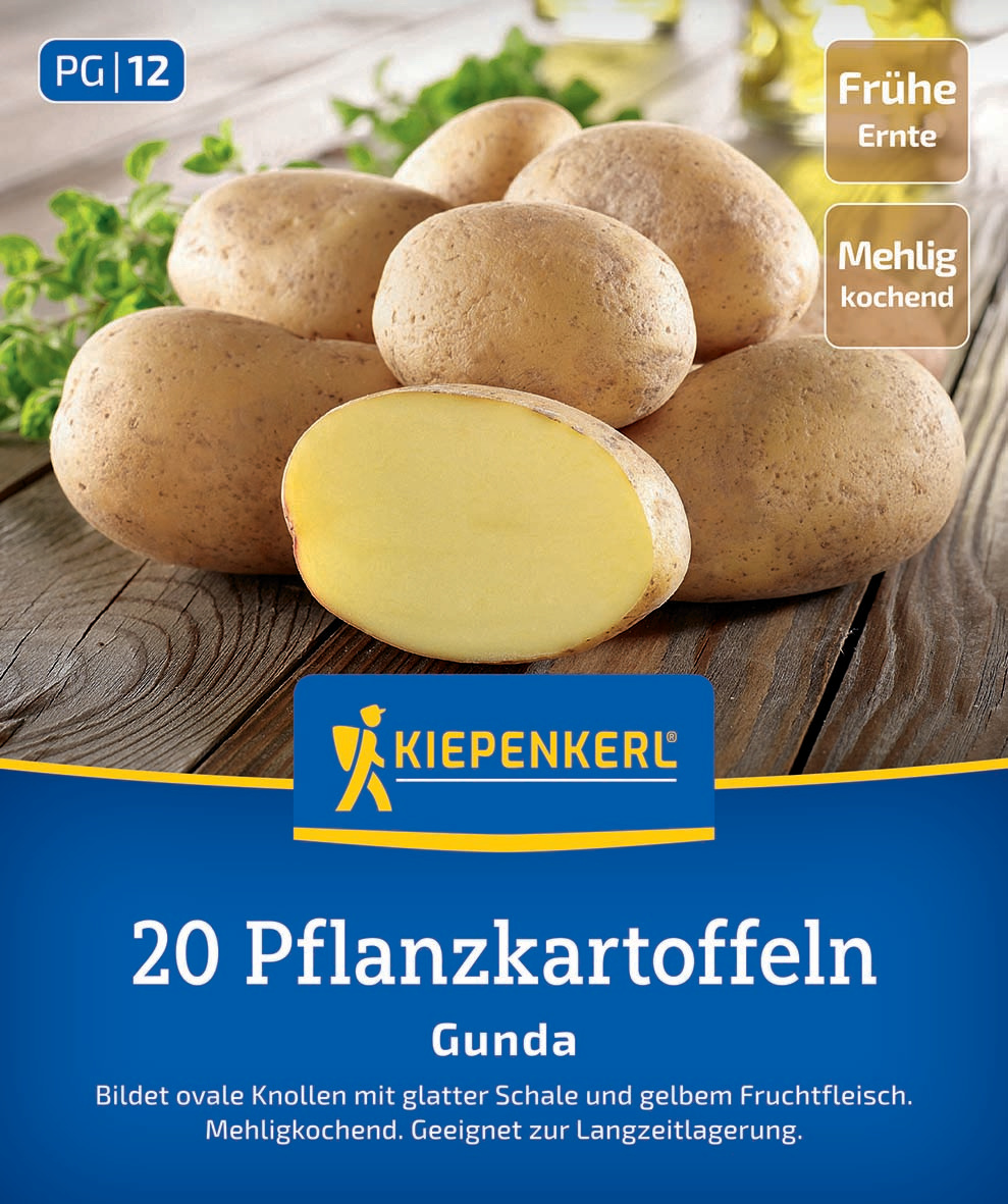 Pflanzkartoffel Gunda, 20 St Pflanzkartoffel Gunda, 20 St