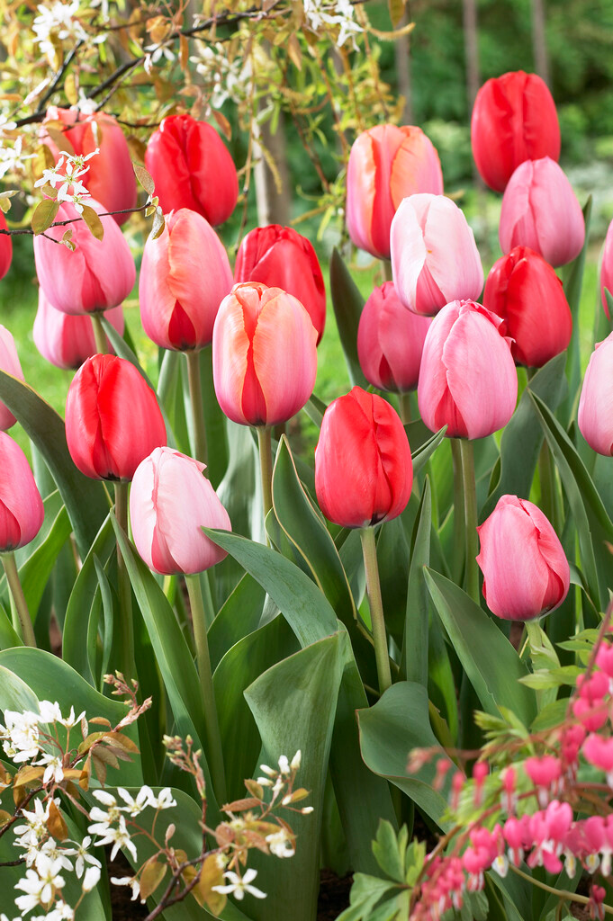 Tulpenmischung Impression Tulpenmischung Impression