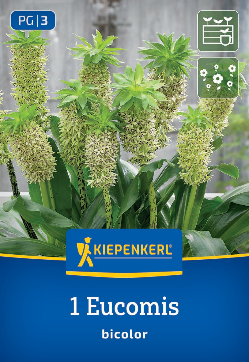 Eucomis bicolor