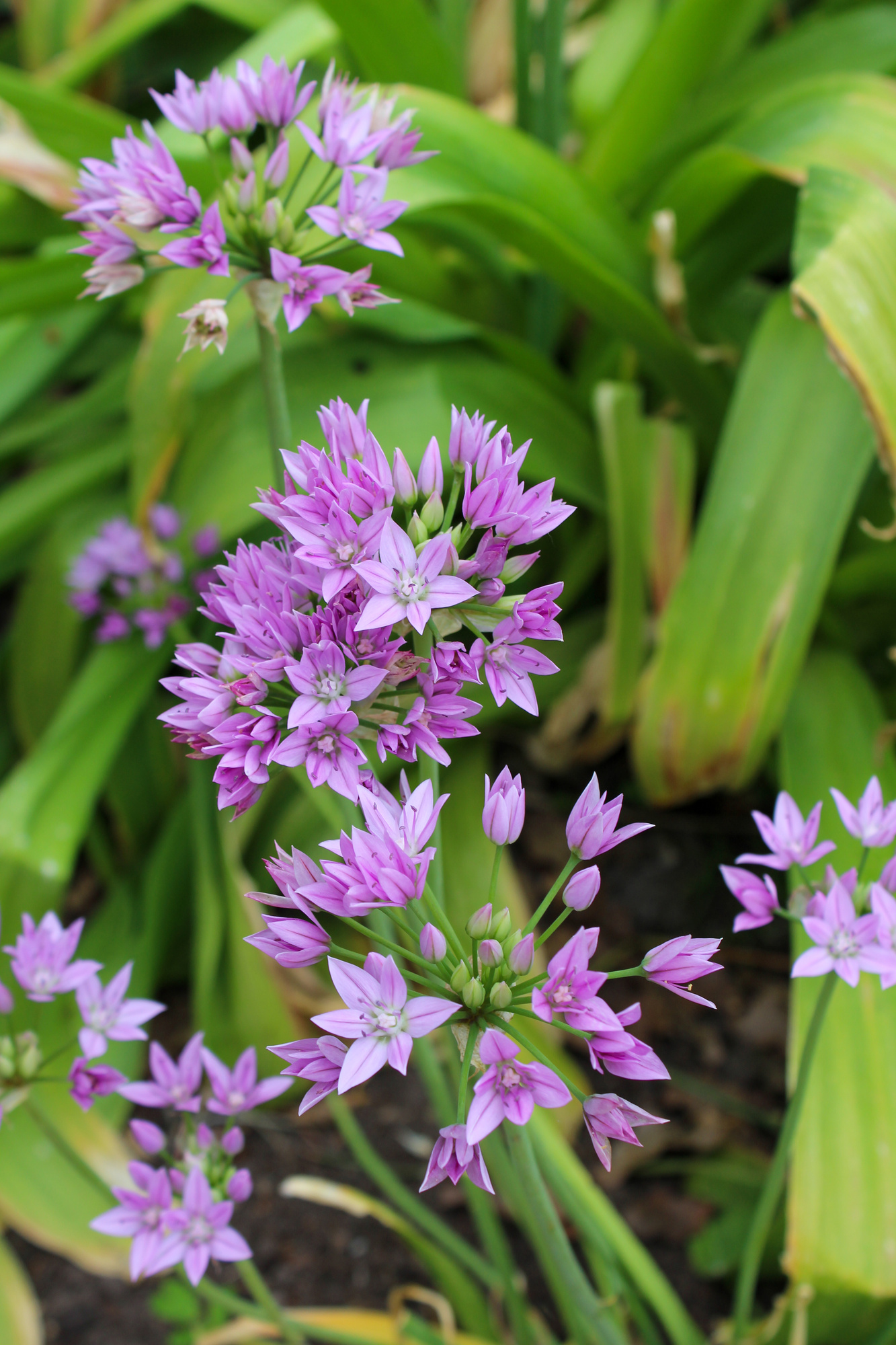 Allium unifolium Eros Allium unifolium Eros