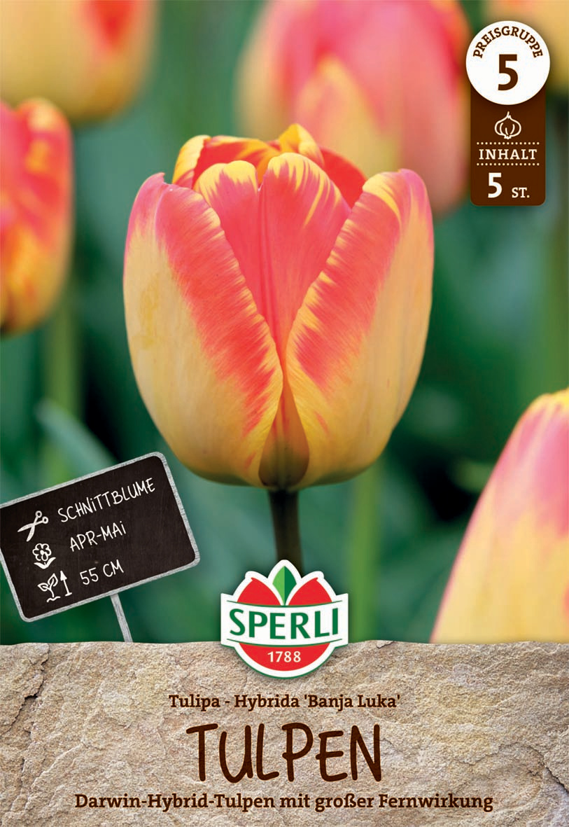 Darwin-Hybrid-Tulpe Banja Luka