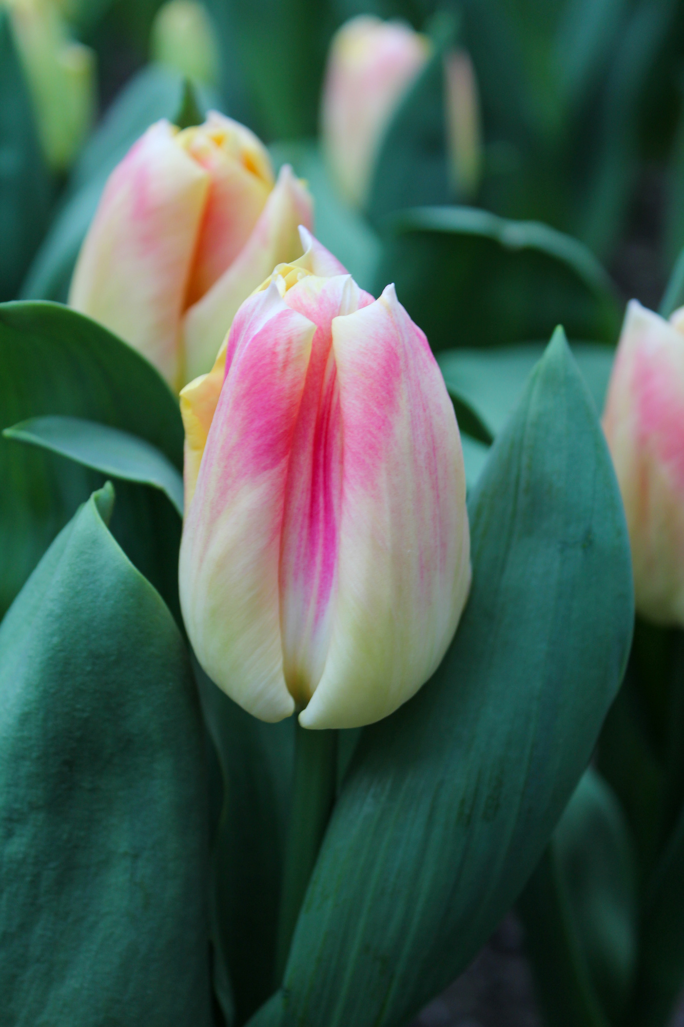 Triumph-Tulpen Pleasure
