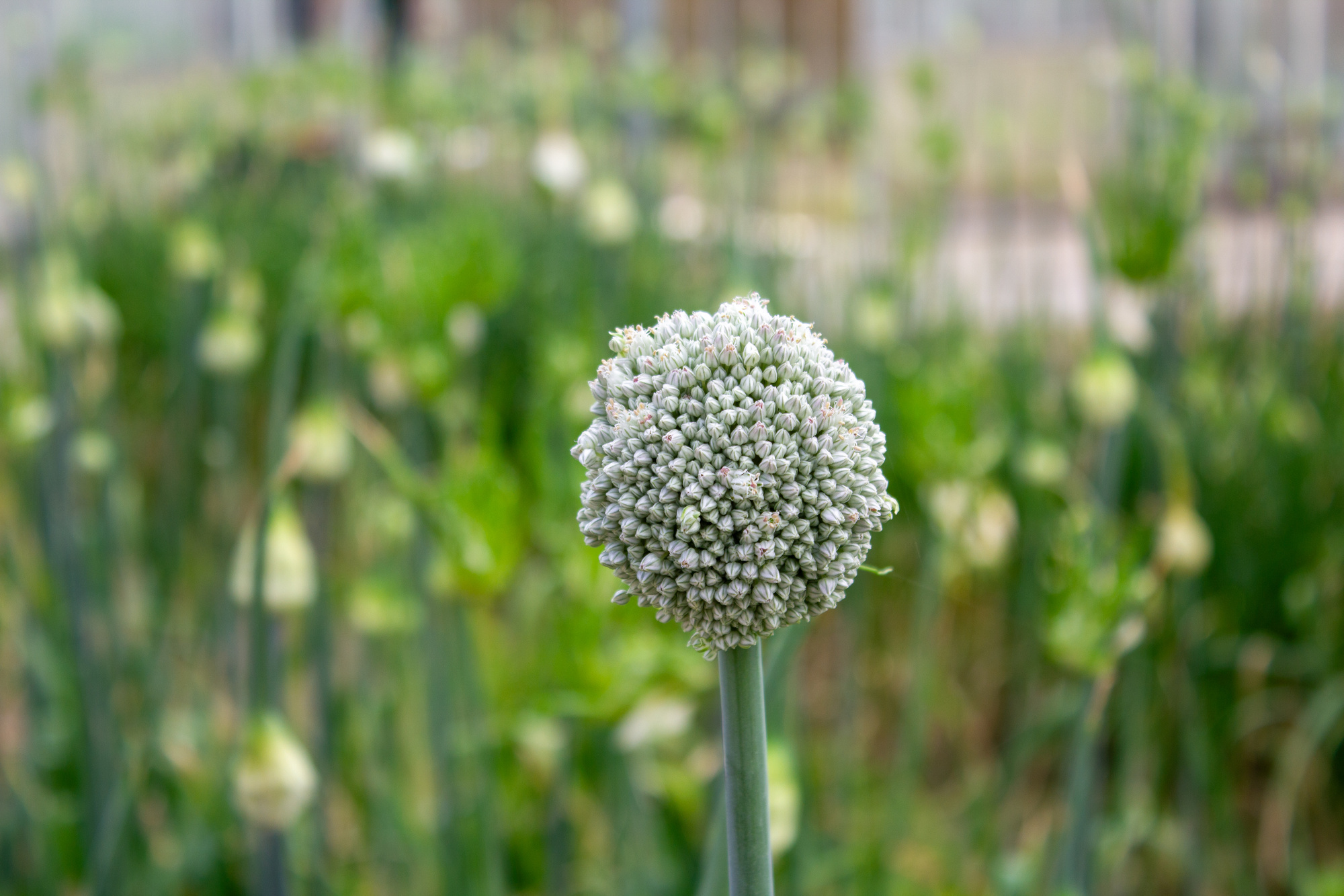 Allium ampeloprasum Ping Pong/ White Cloud