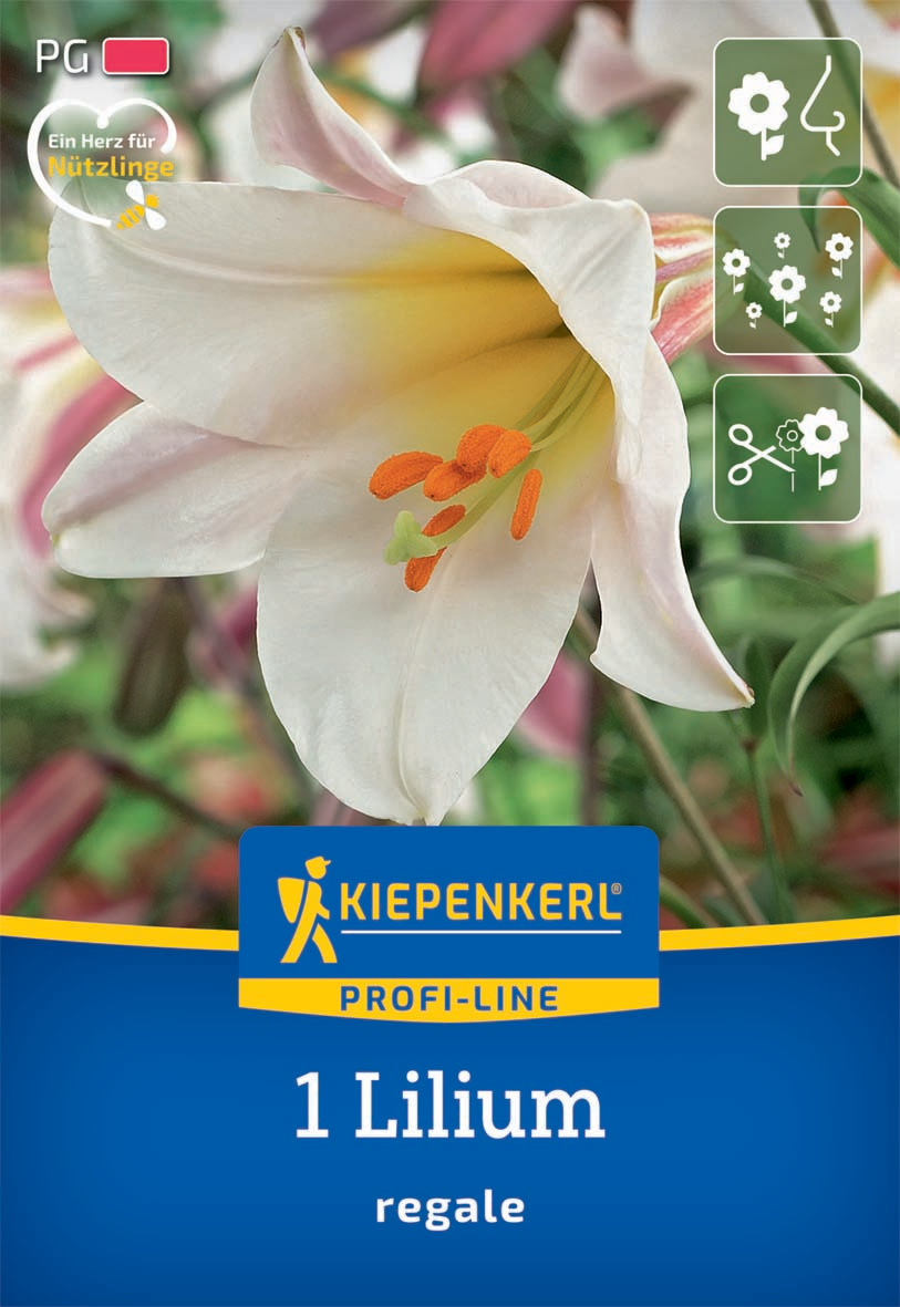 Profi-Line Trompetenlilie Lilium regale