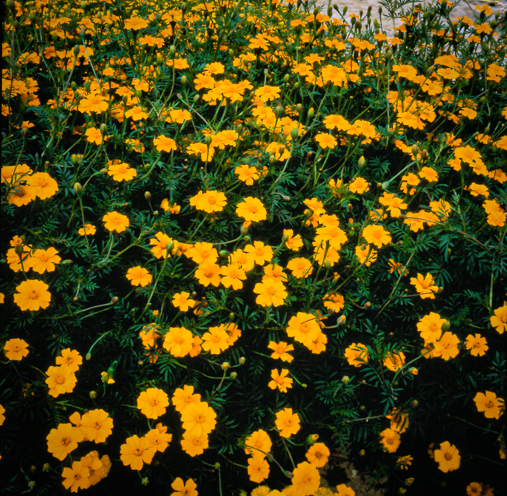 Tagetes patula Single Gold Tagetes patula Single Gold