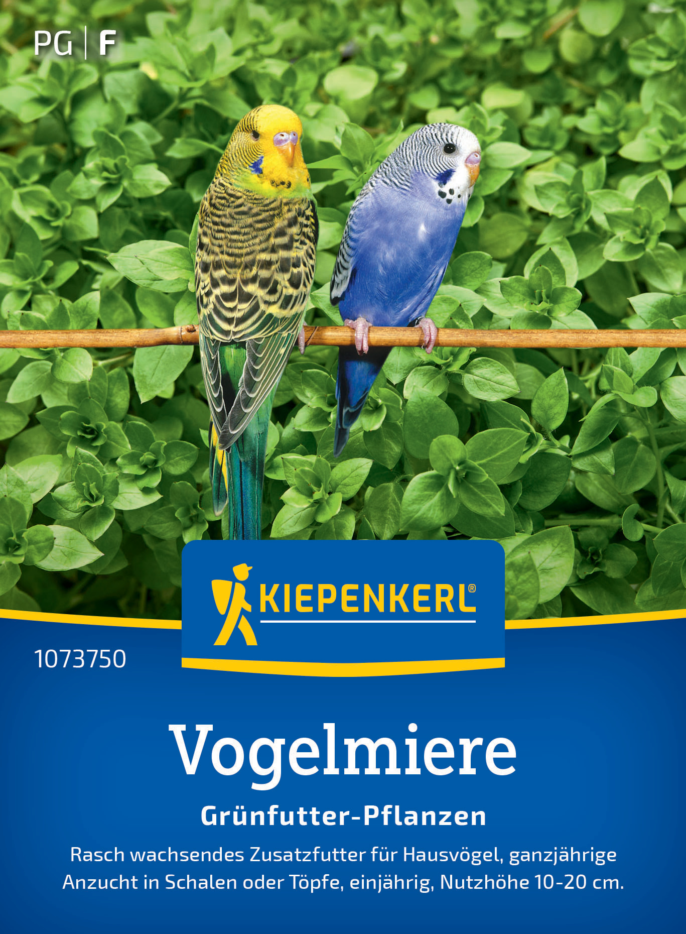 Vogelmiere Vogelmiere