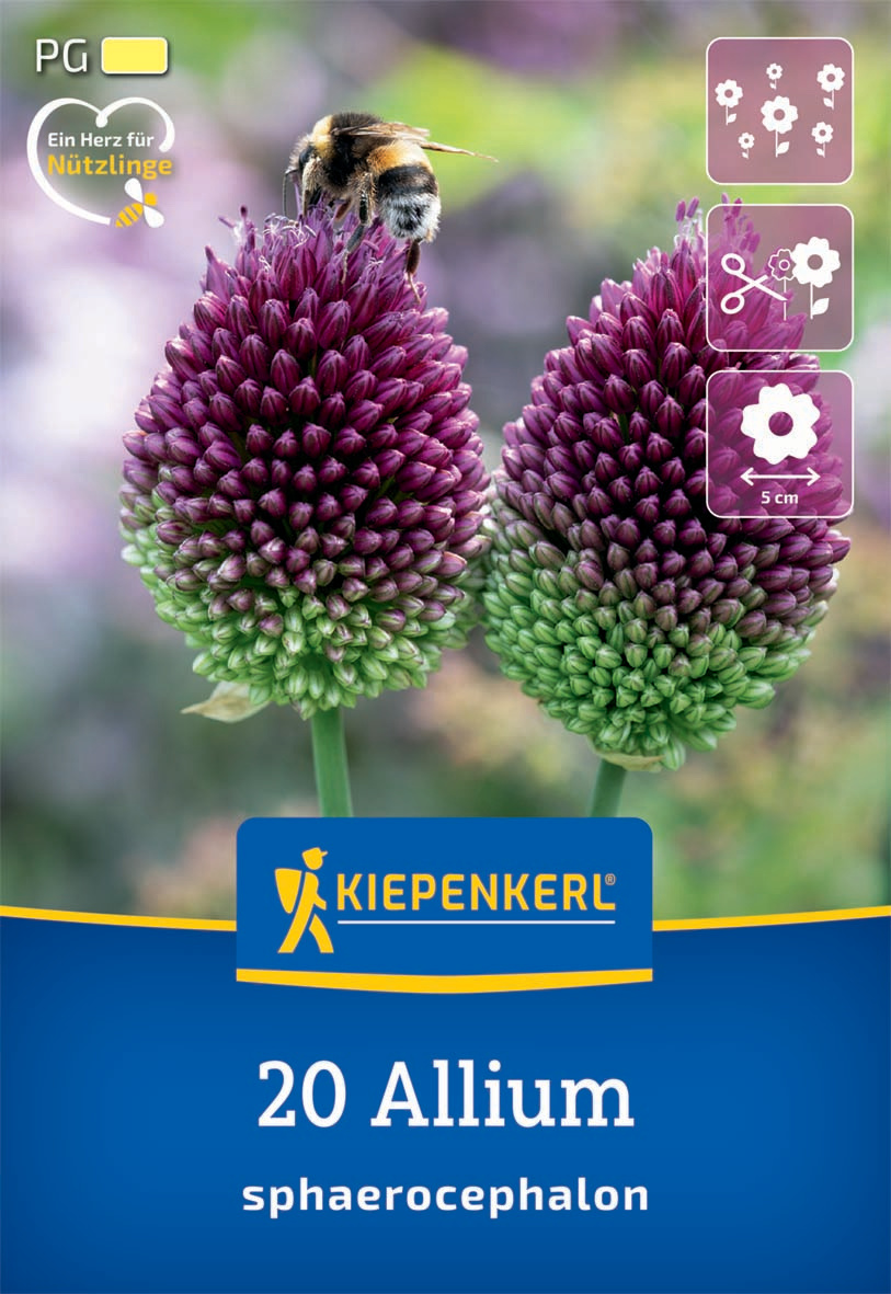 Zierlauch A. sphaerocephalon Zierlauch A. sphaerocephalon