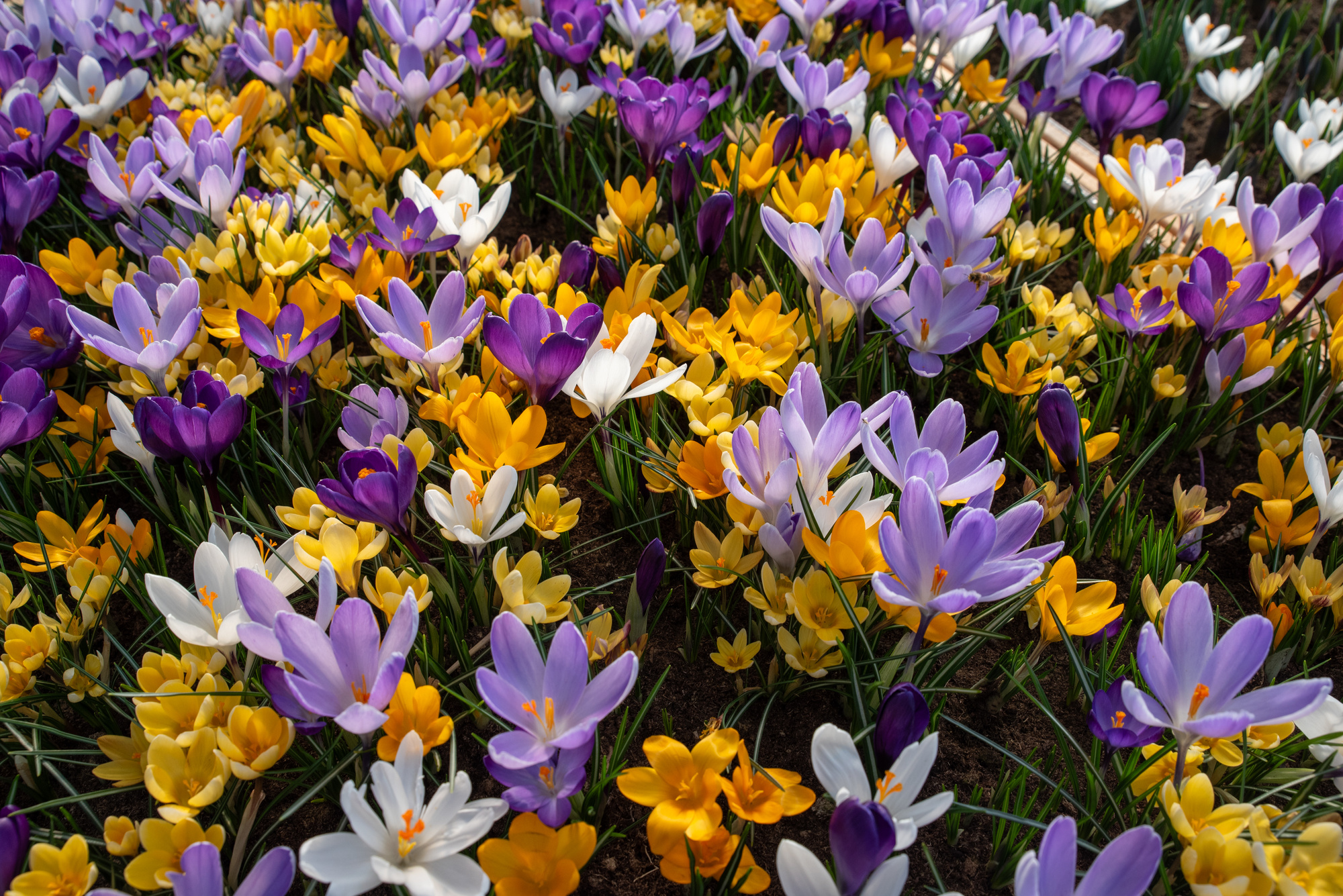 Crocus vernus Mischung