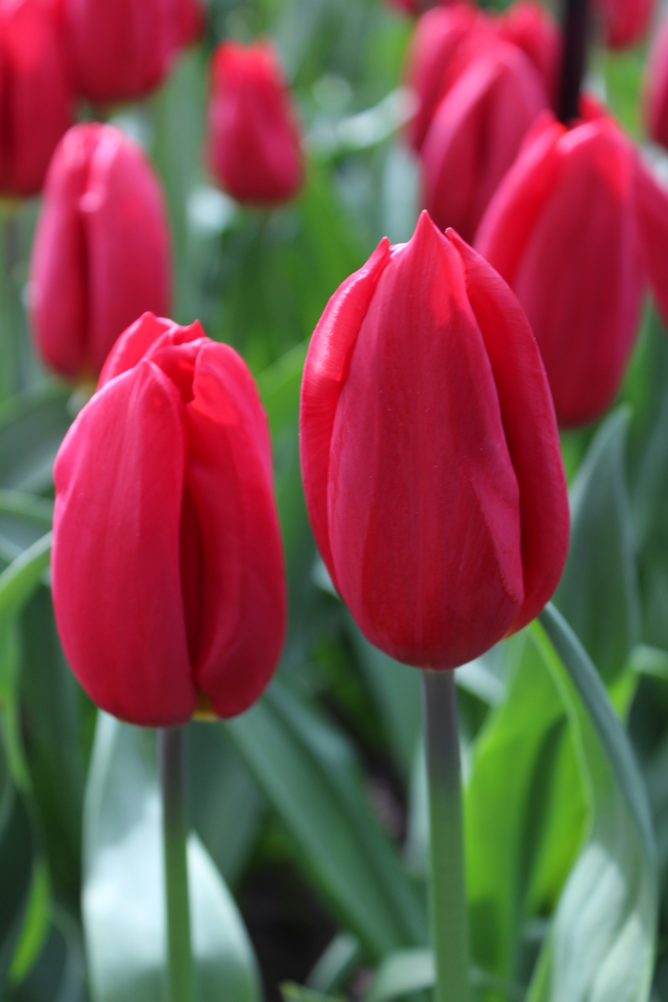 Triumph-Tulpen Strong Love Triumph-Tulpen Strong Love