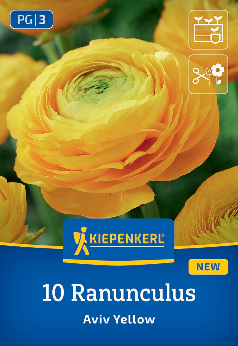 Ranunkeln Gelb Ranunkeln Gelb