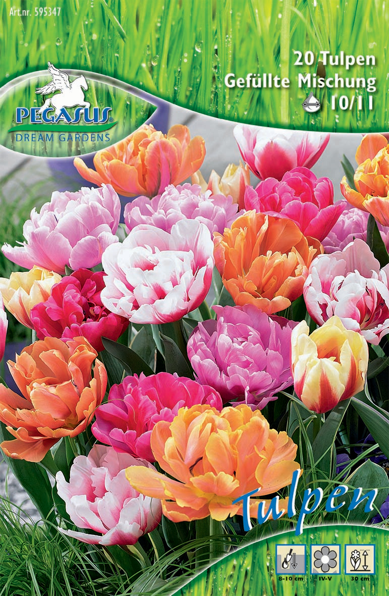 Pegasus Aktion Gefüllte Tulpen Double Mix