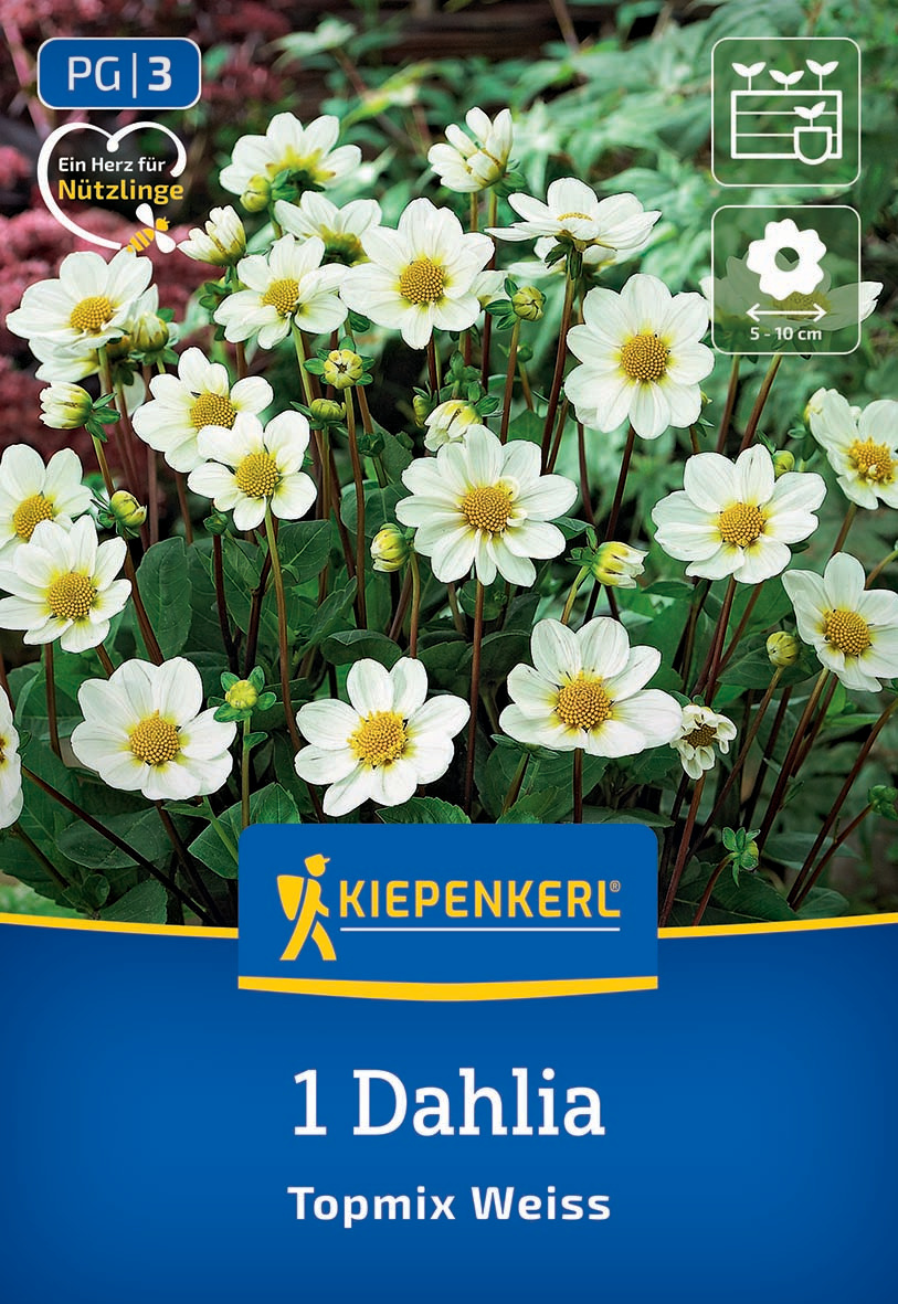 Beet- & Topf-Dahlie Topmix Weiß