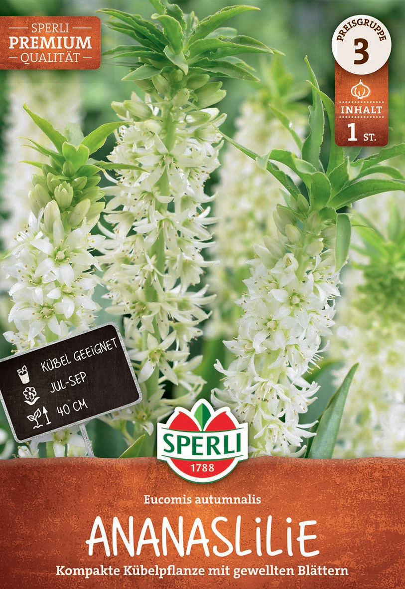 Schopflilie - Eucomis autumnalis