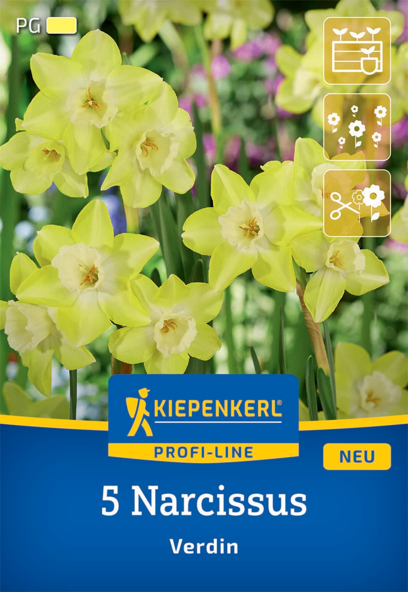 Profi-Line Narzisse Verdin
