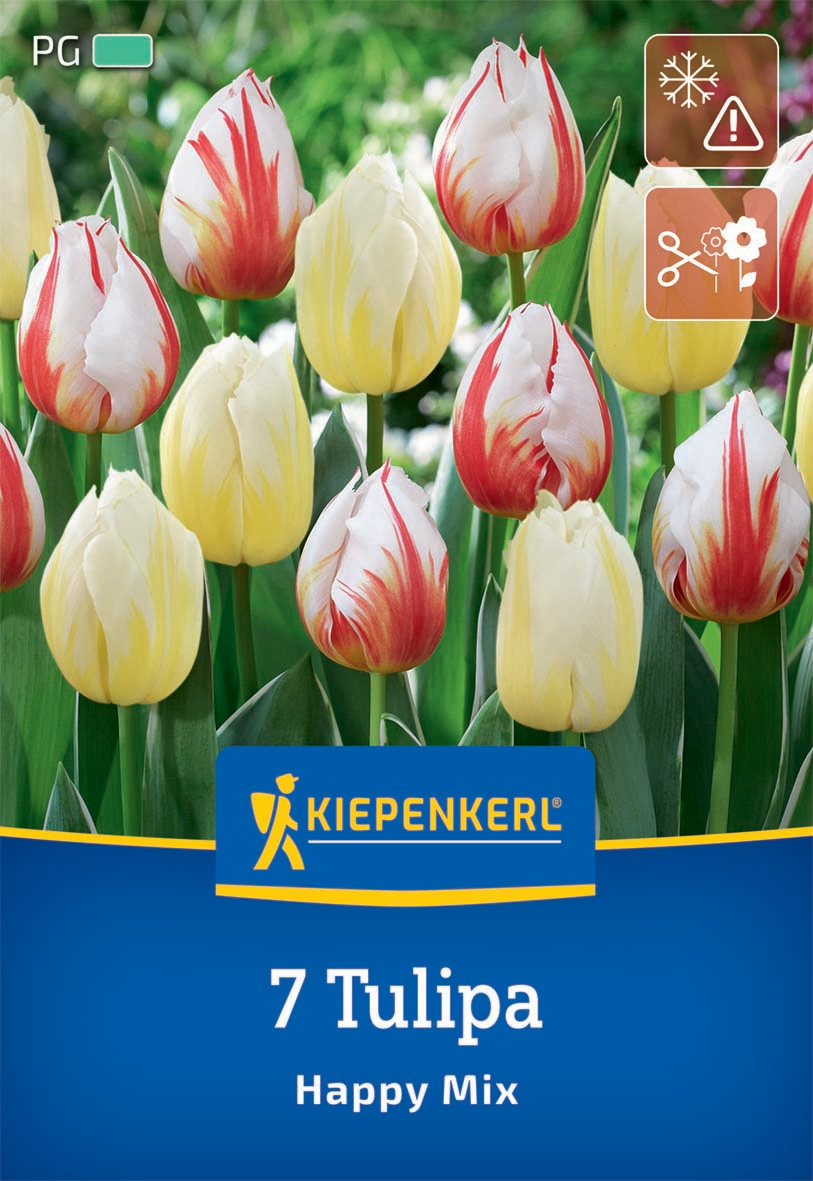Tulpen Mix Happy