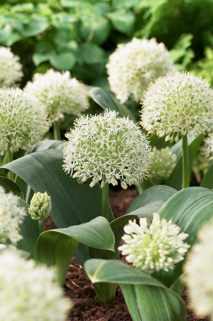 Allium karataviense Ivory Queen Allium karataviense Ivory Queen