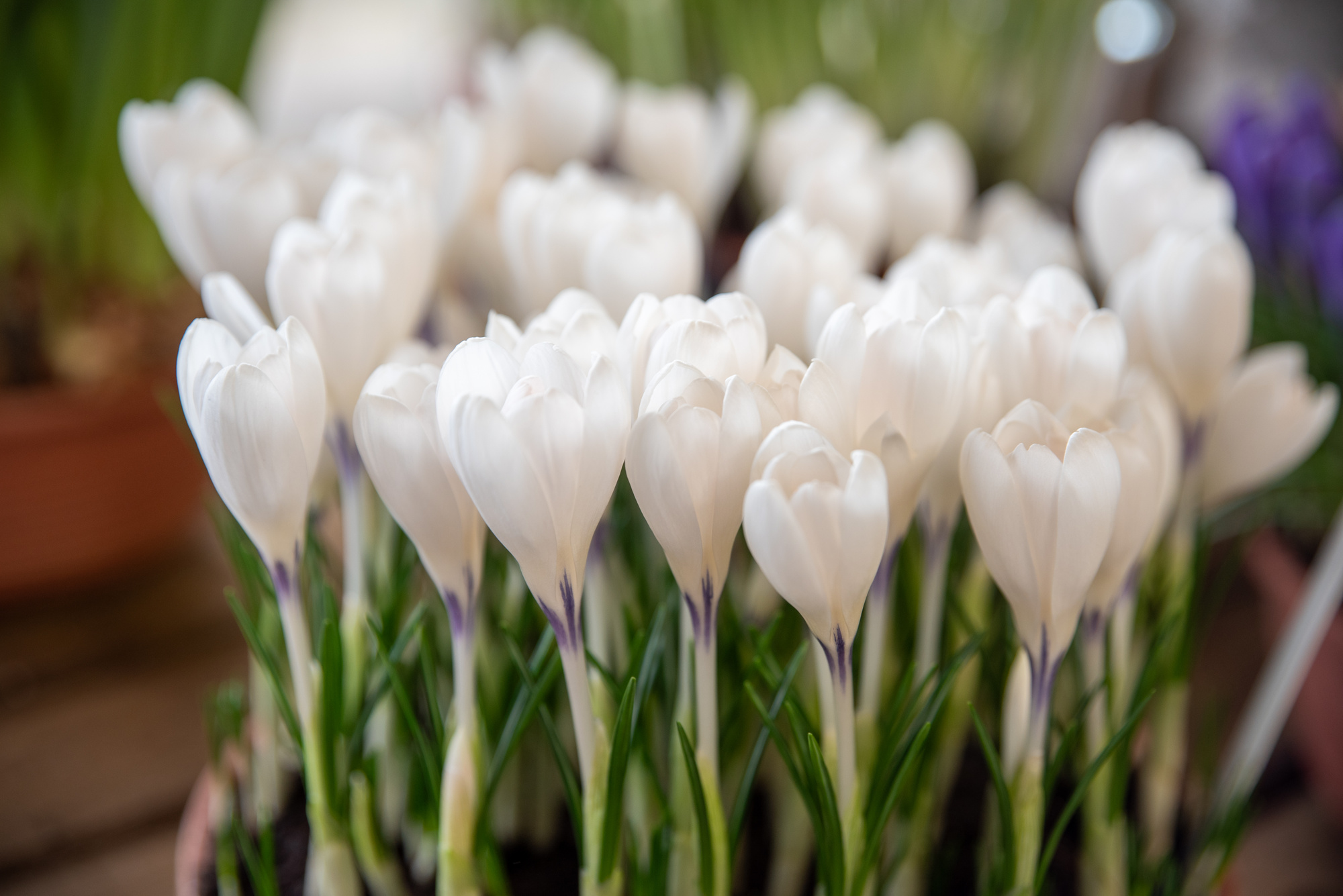 Crocus x cultorum Ice Queen Crocus x cultorum Ice Queen