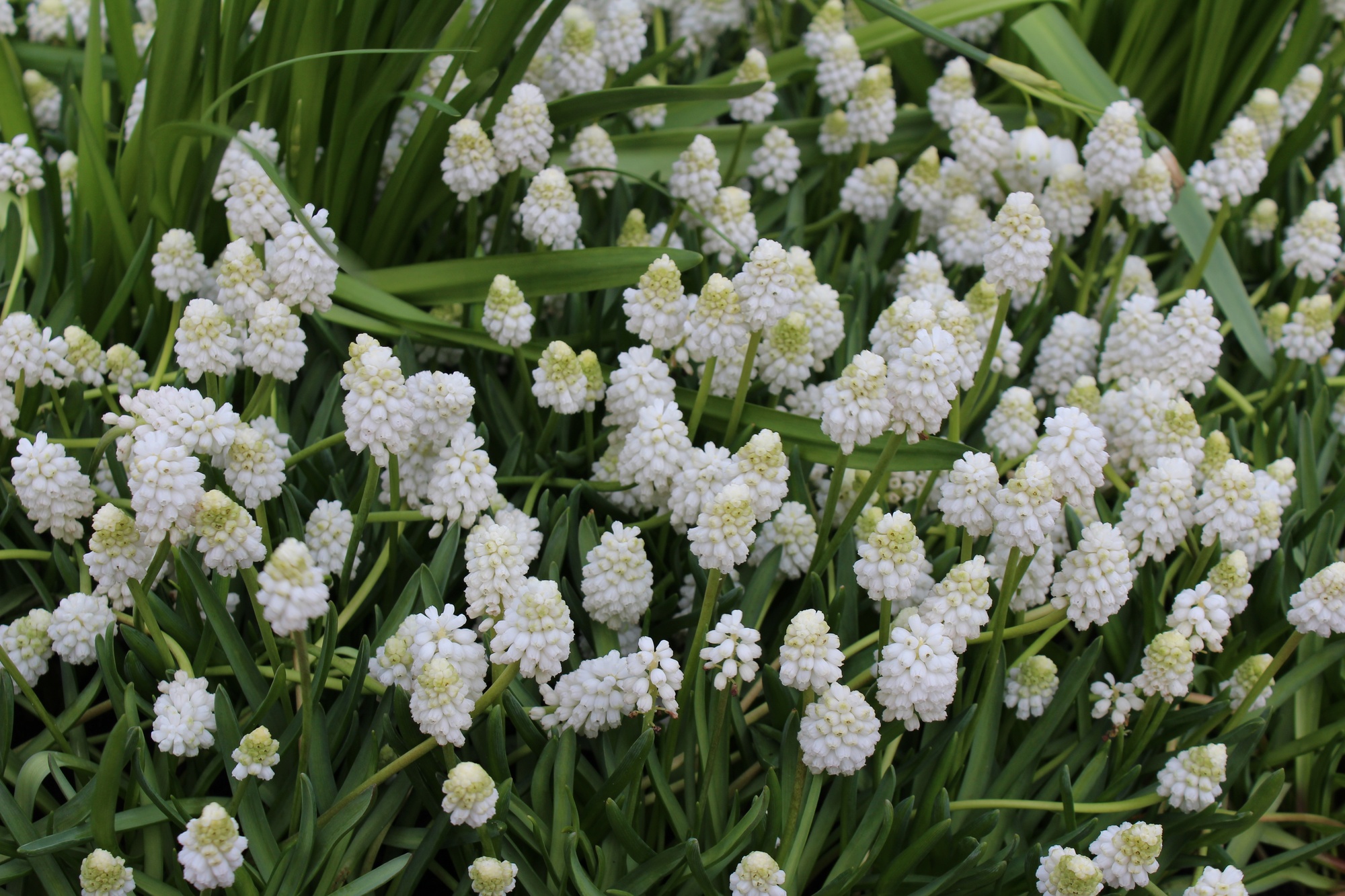 Muscari aucheri White Magic Muscari aucheri White Magic