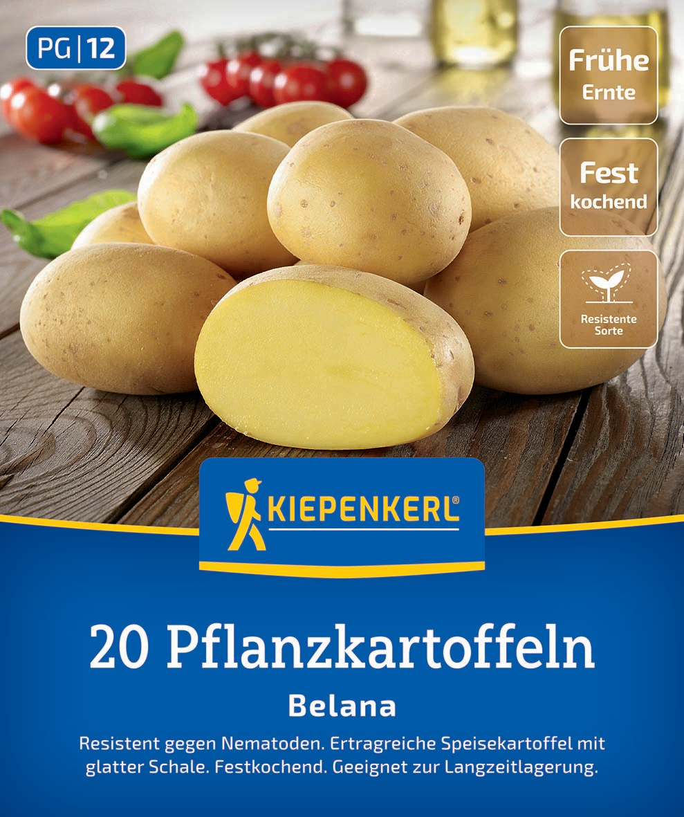 Pflanzkartoffel Belana, 20 St
