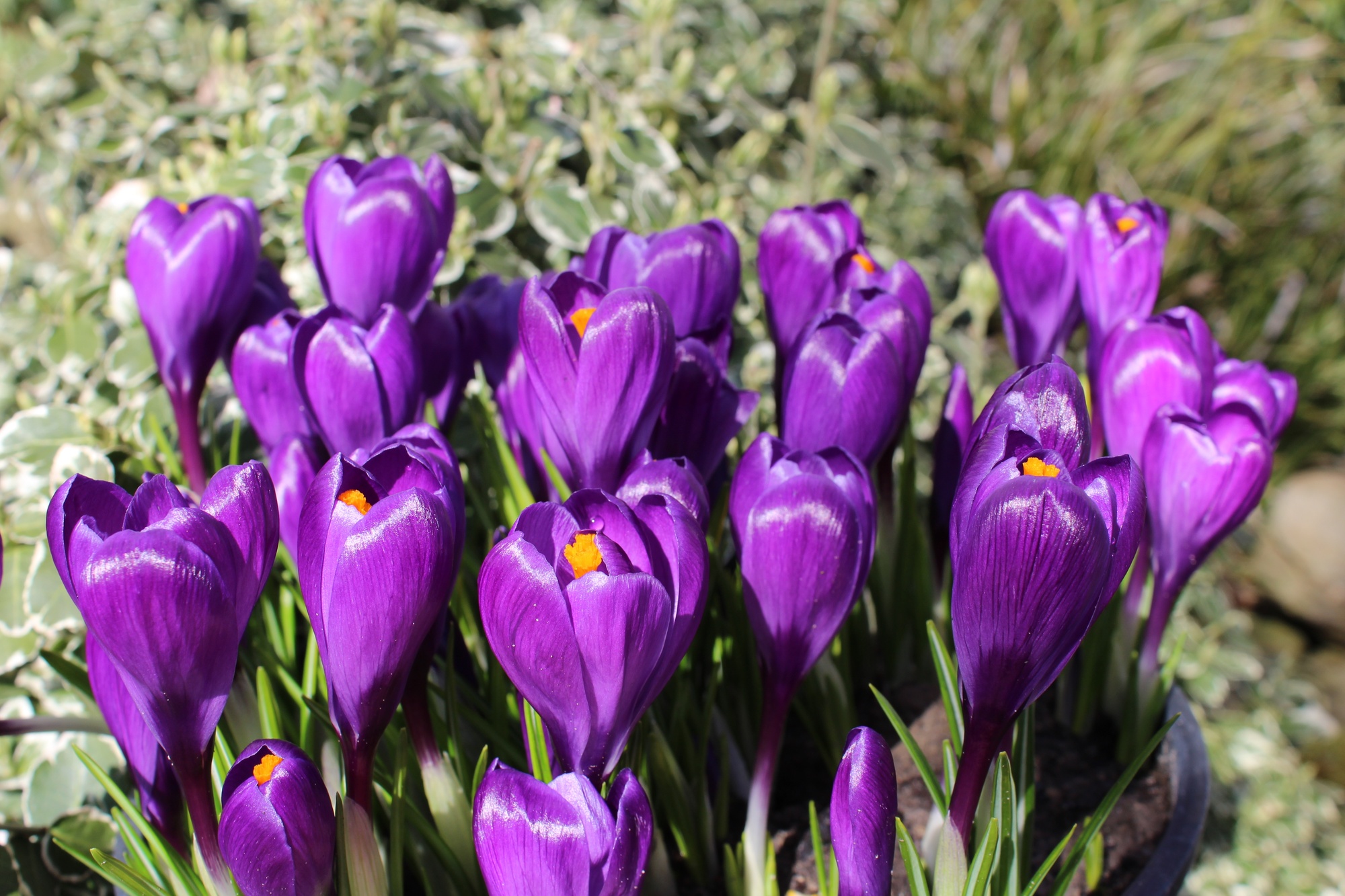 Crocus vernus Flower Record Crocus vernus Flower Record