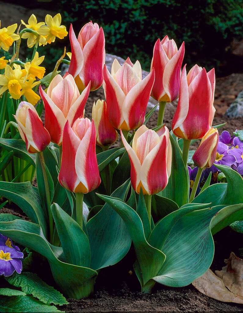 Greigii-Tulpen Rosanna