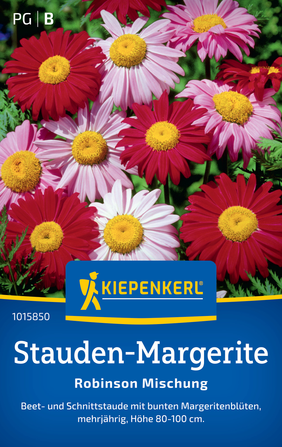 Stauden-Margerite Robinson Mischung