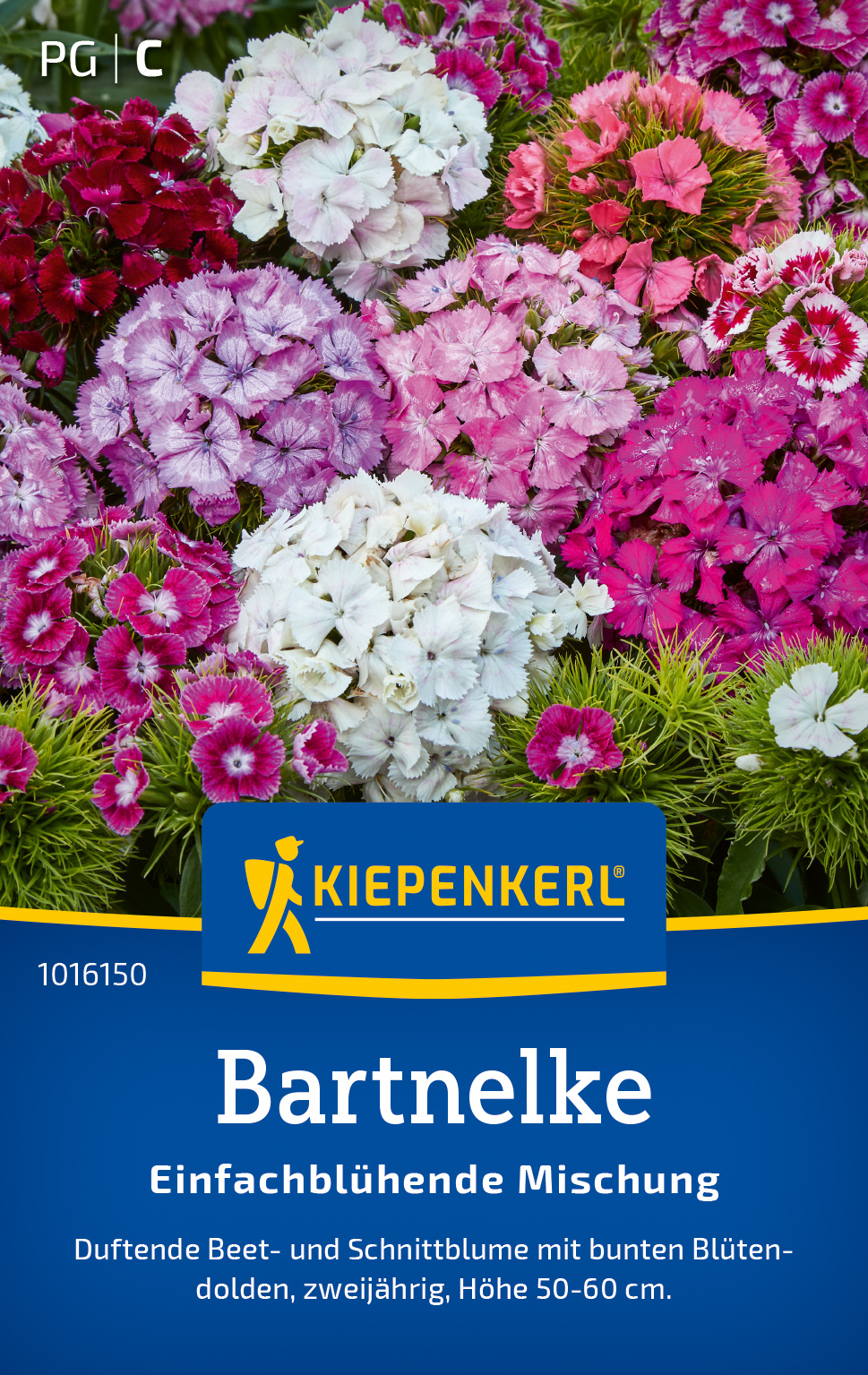Bartnelke Einfachblühende Mischung