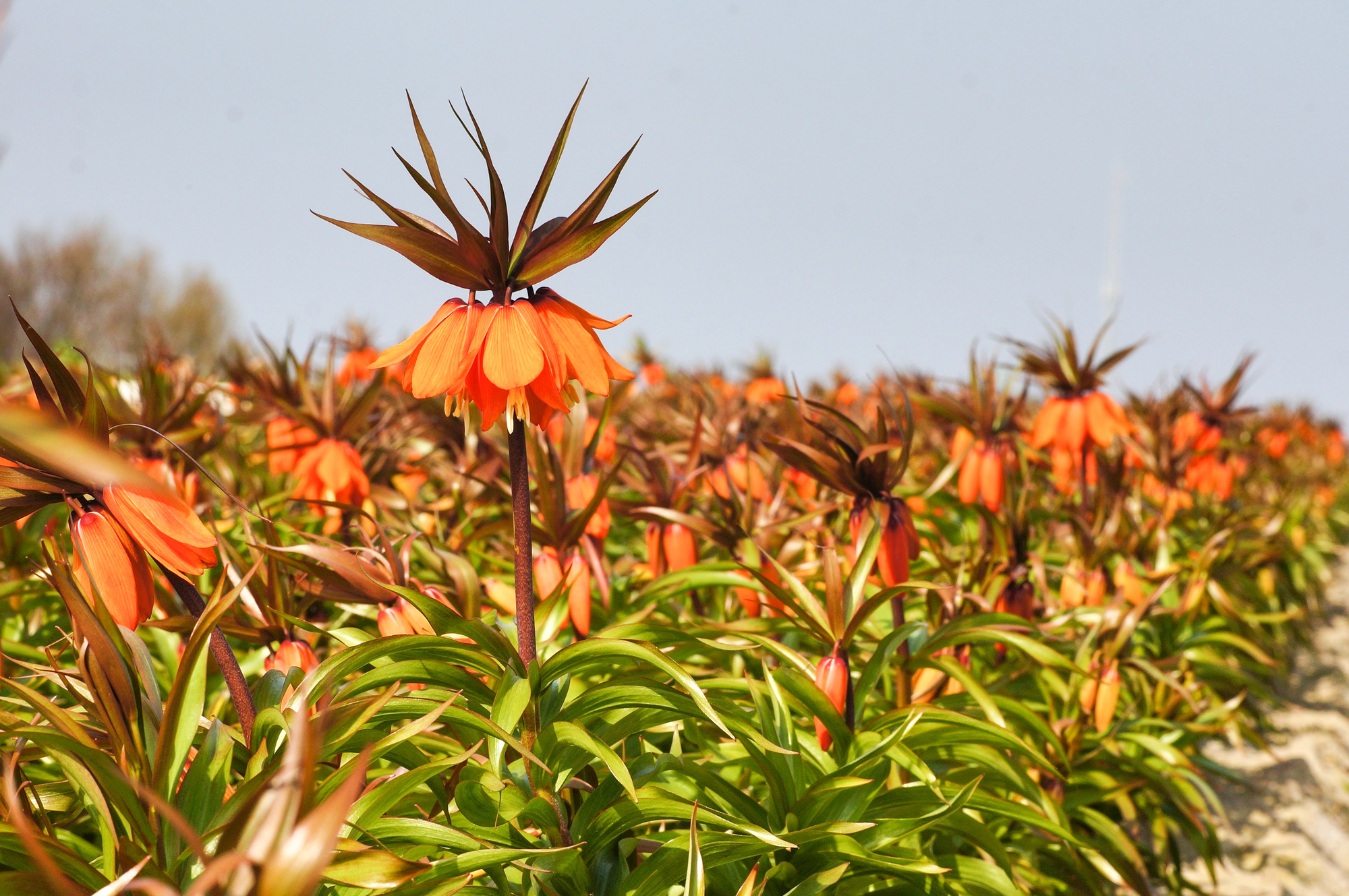 Fritillaria imperialis Sunset Fritillaria imperialis Sunset