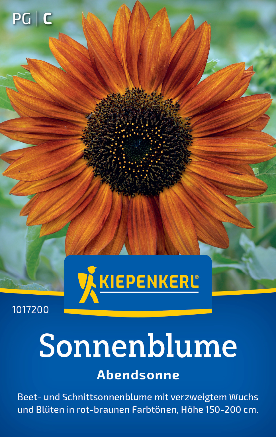 Sonnenblume Abendsonne Sonnenblume Abendsonne