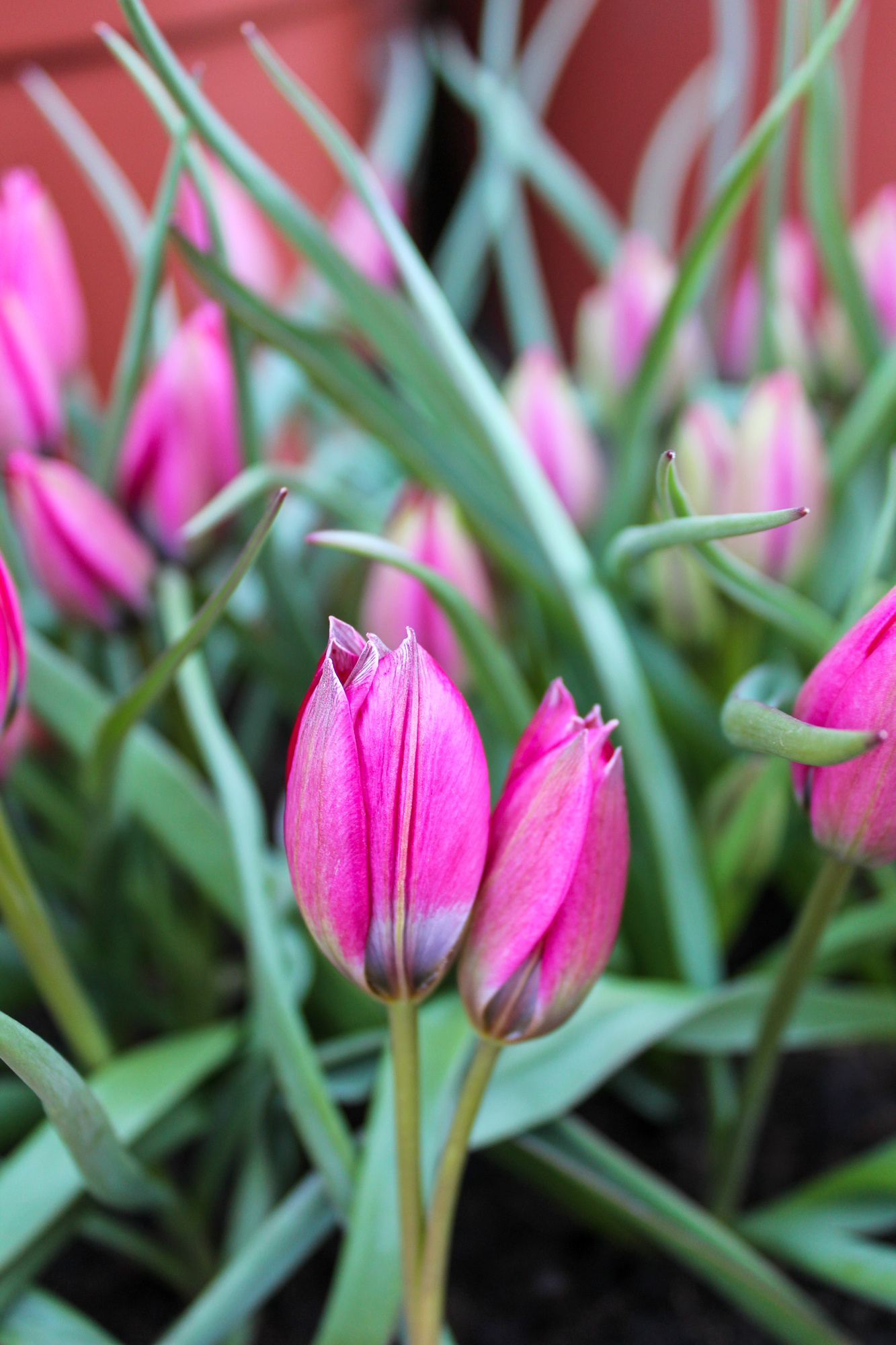 Botanische Tulpen T. humilis Little Beauty Botanische Tulpen T. humilis Little Beauty