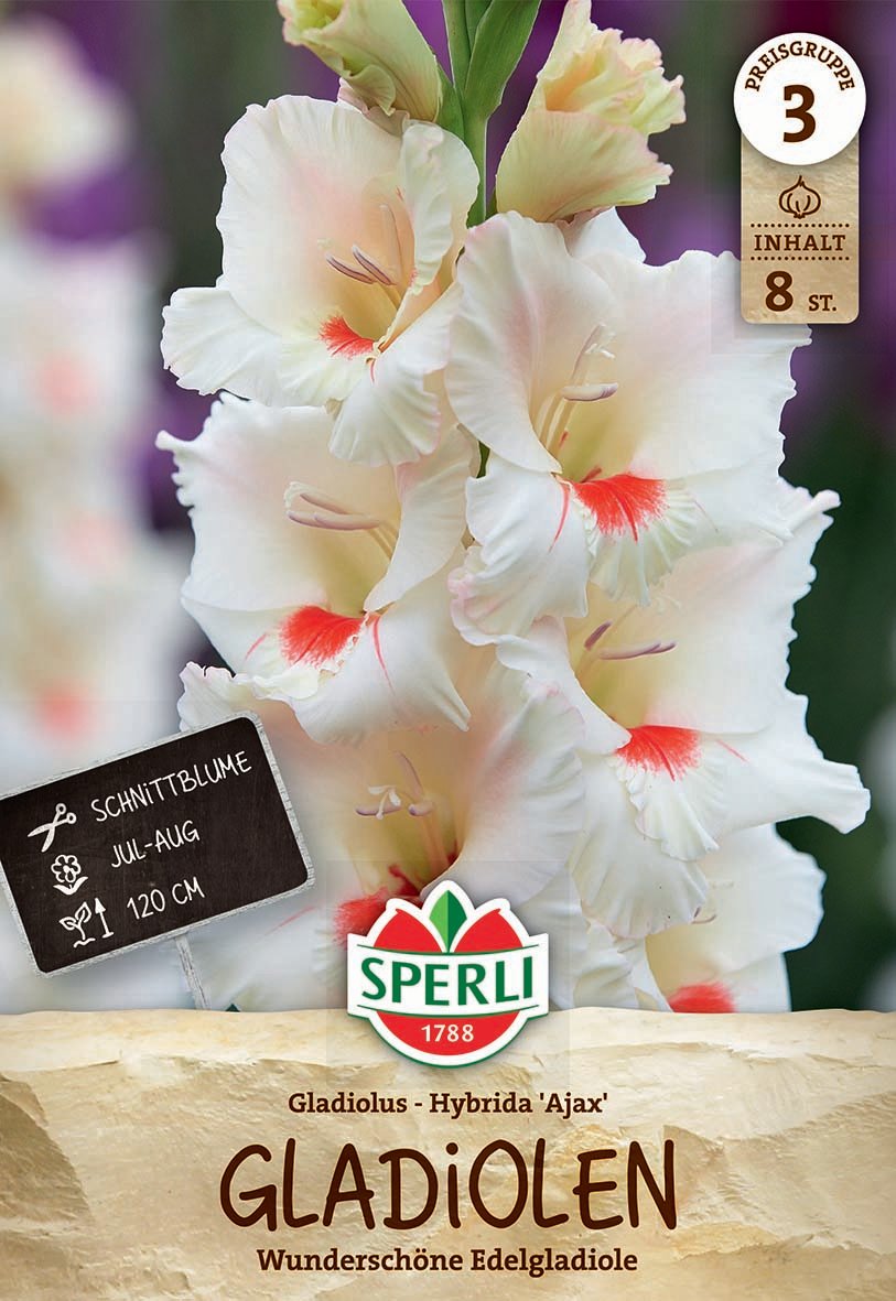 Gladiole Ajax
