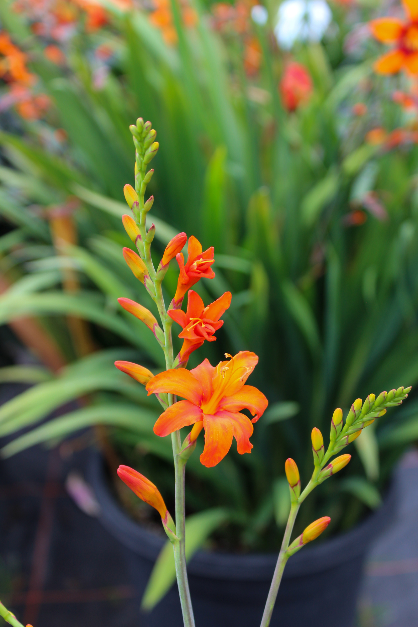 Crocosmien Fantasie