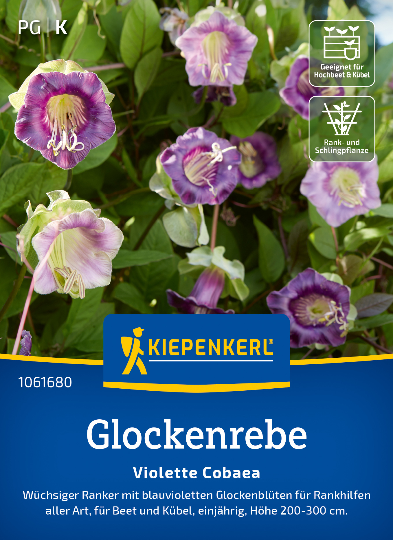 Glockenrebe Violette Cobaea Glockenrebe Violette Cobaea