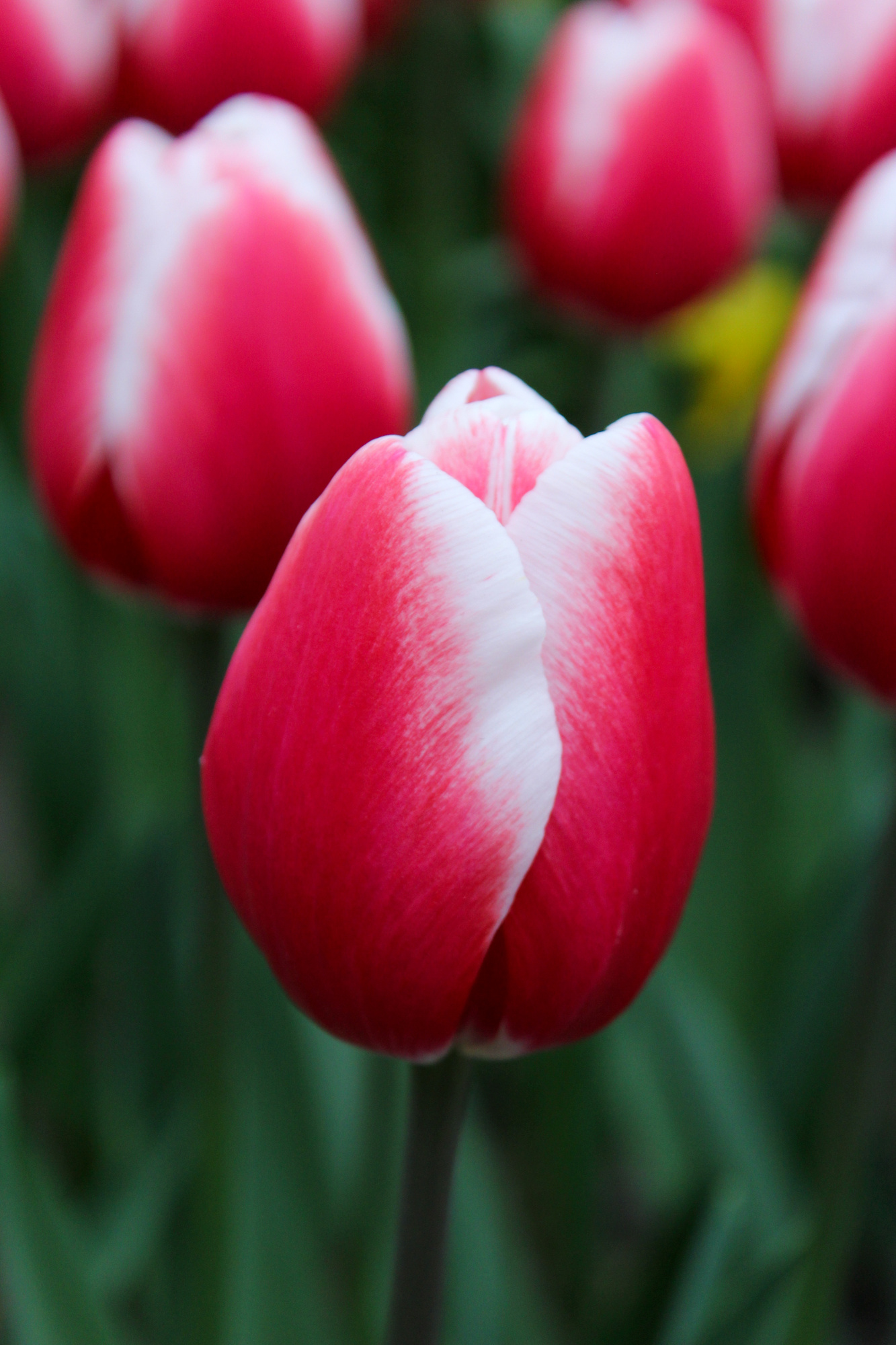 Triumph-Tulpen Aomori