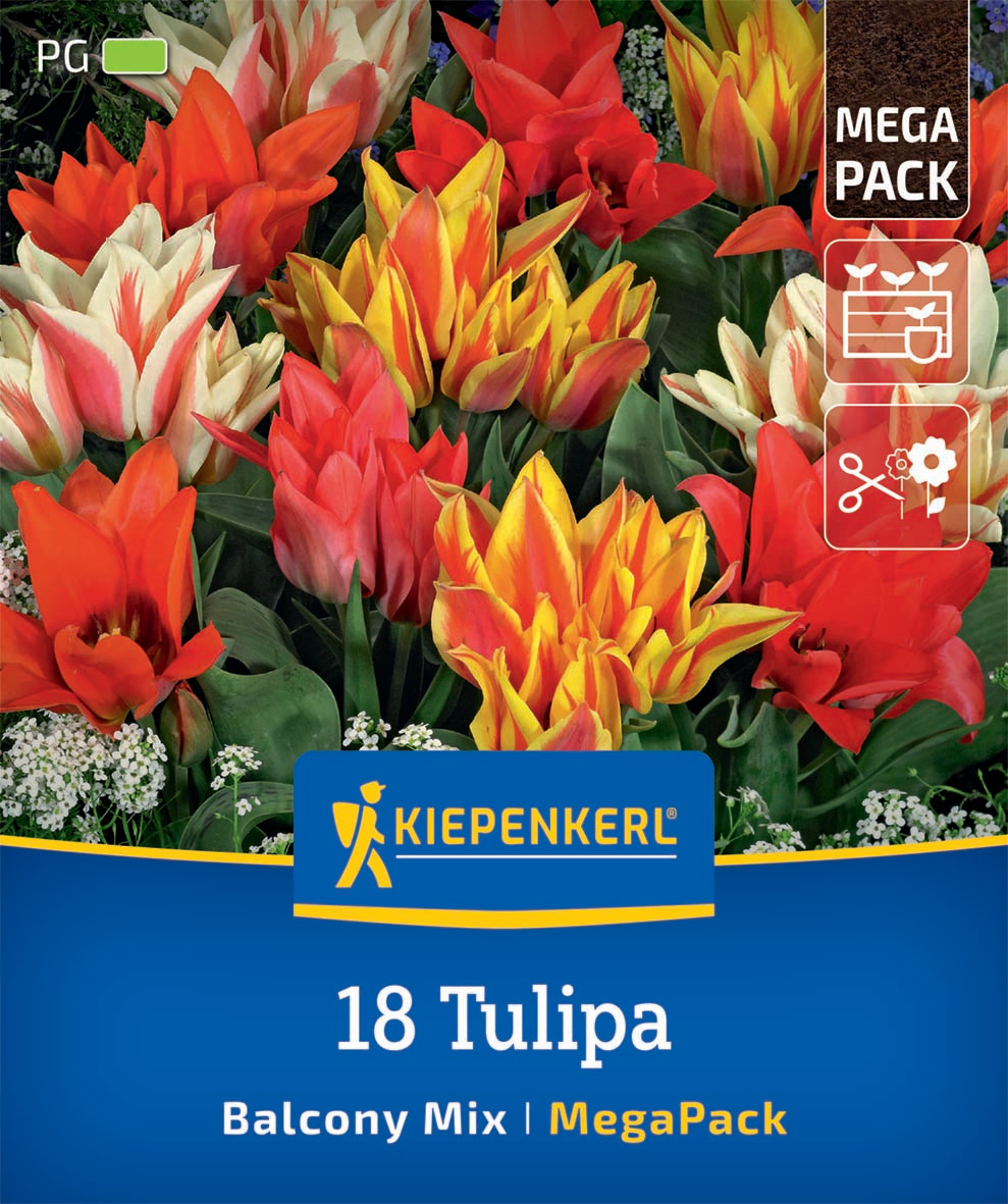 Mega-Pack Botanischer Tulpen Balkonzauber Mix Mega-Pack Botanischer Tulpen Balkonzauber Mix