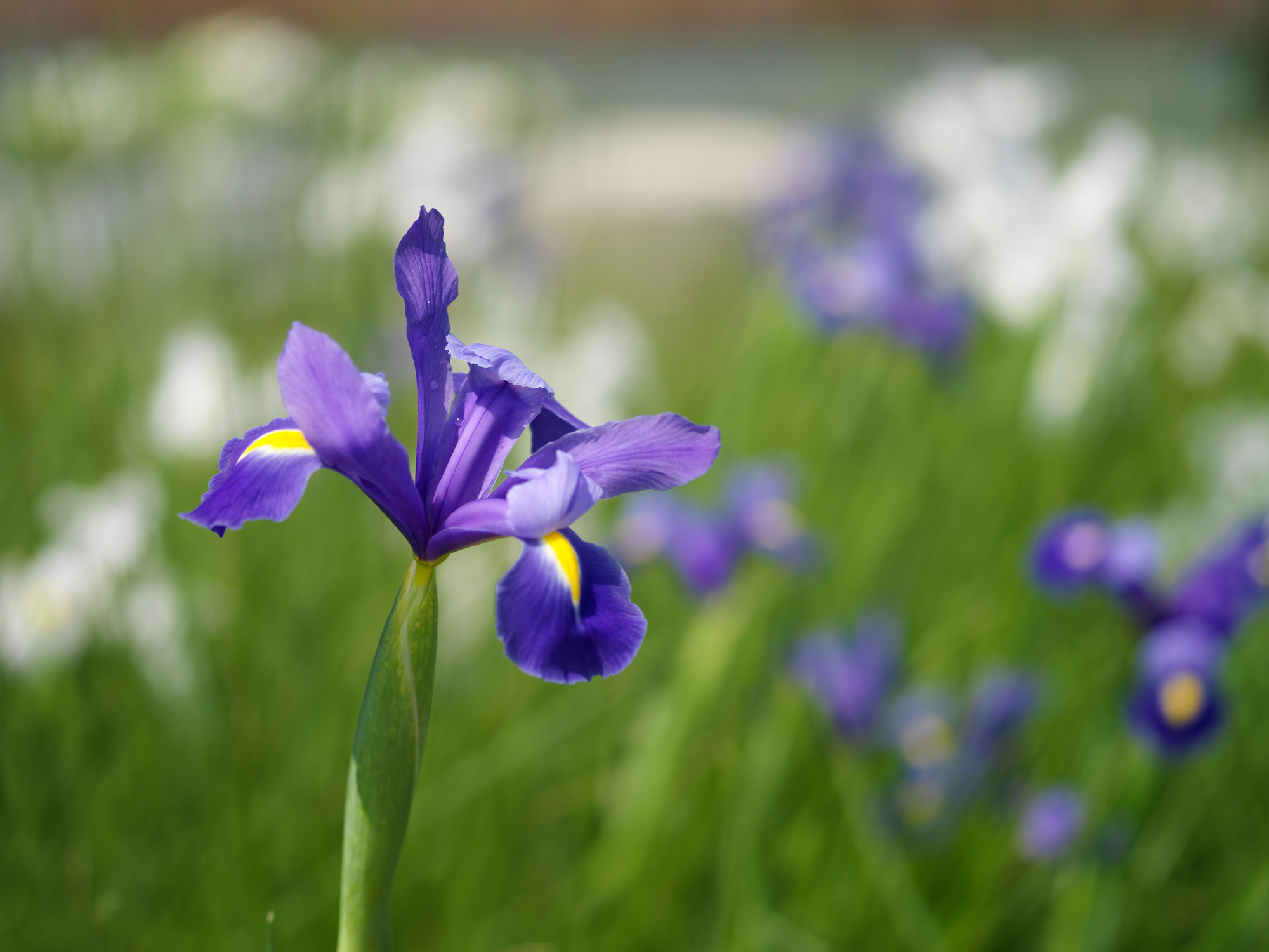 Iris hollandica Blue Star Iris hollandica Blue Star