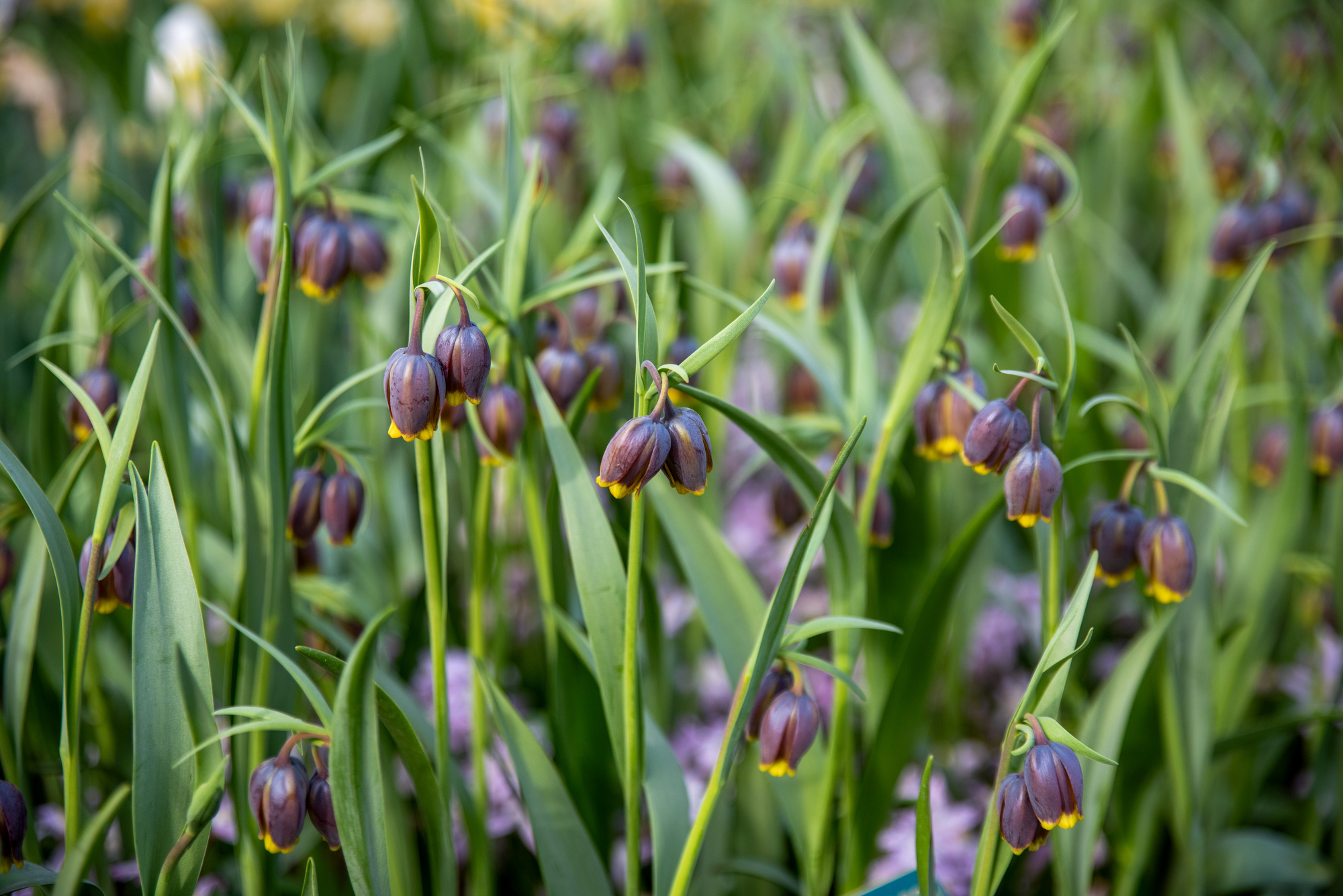 Fritillaria uva-vulpis Fritillaria uva-vulpis