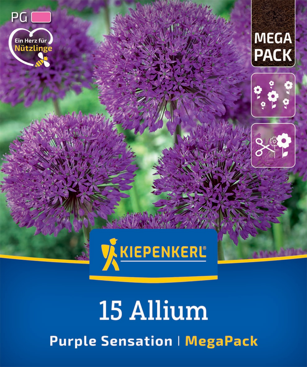 Mega-Pack Zierlauch Purple Sensation
