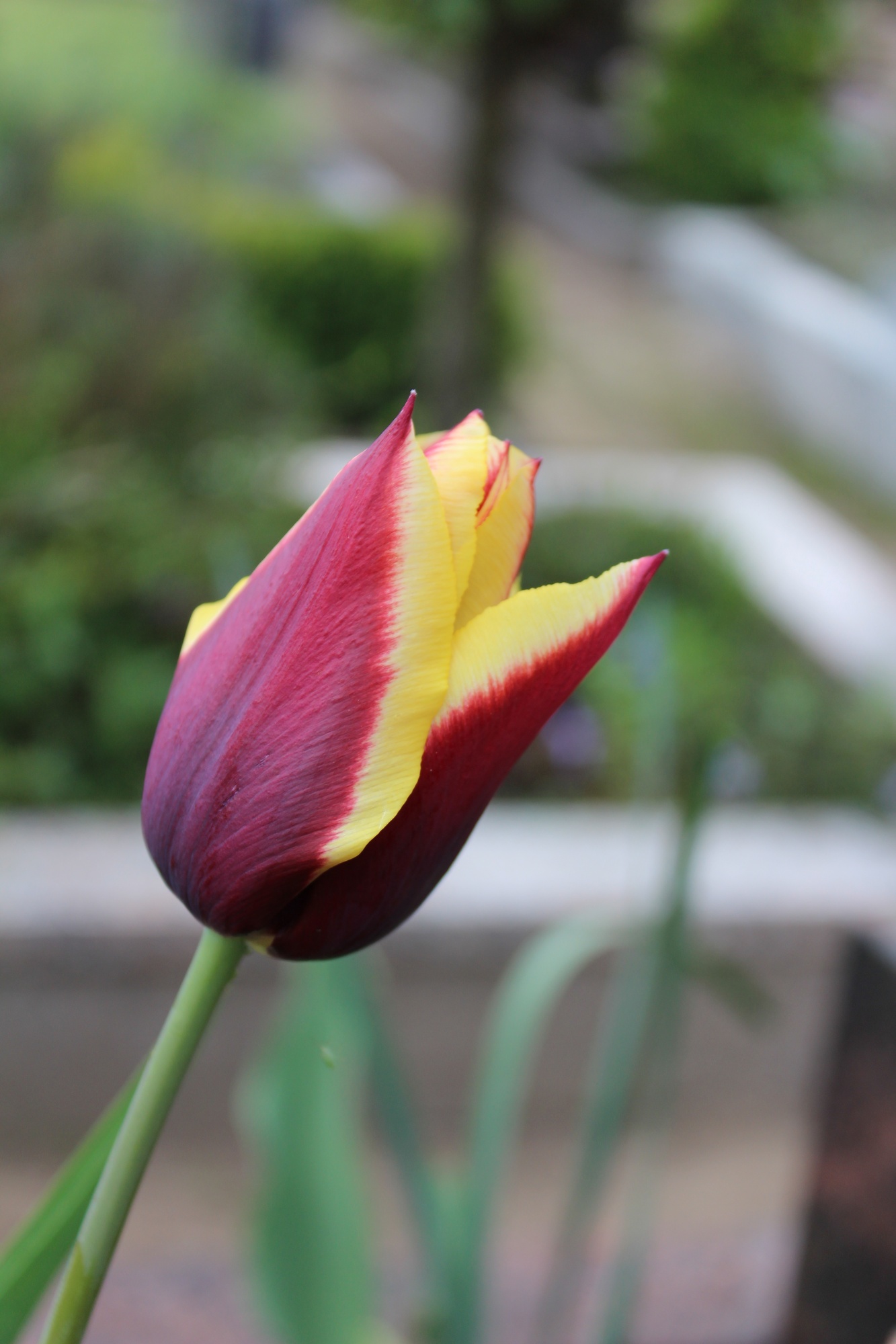 Triumph-Tulpen Gavota