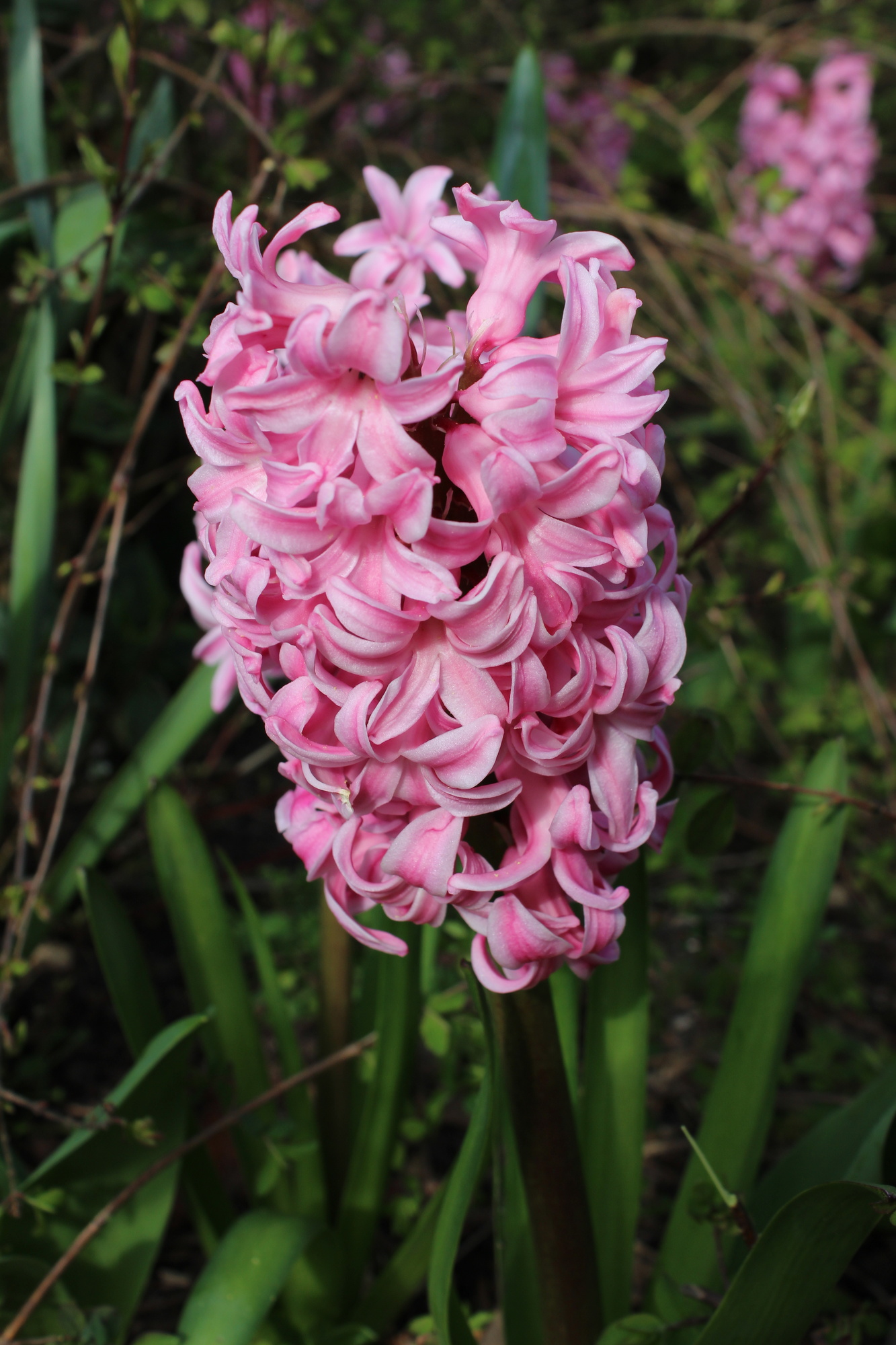 Hyazinthen Pink Pearl Hyazinthen Pink Pearl