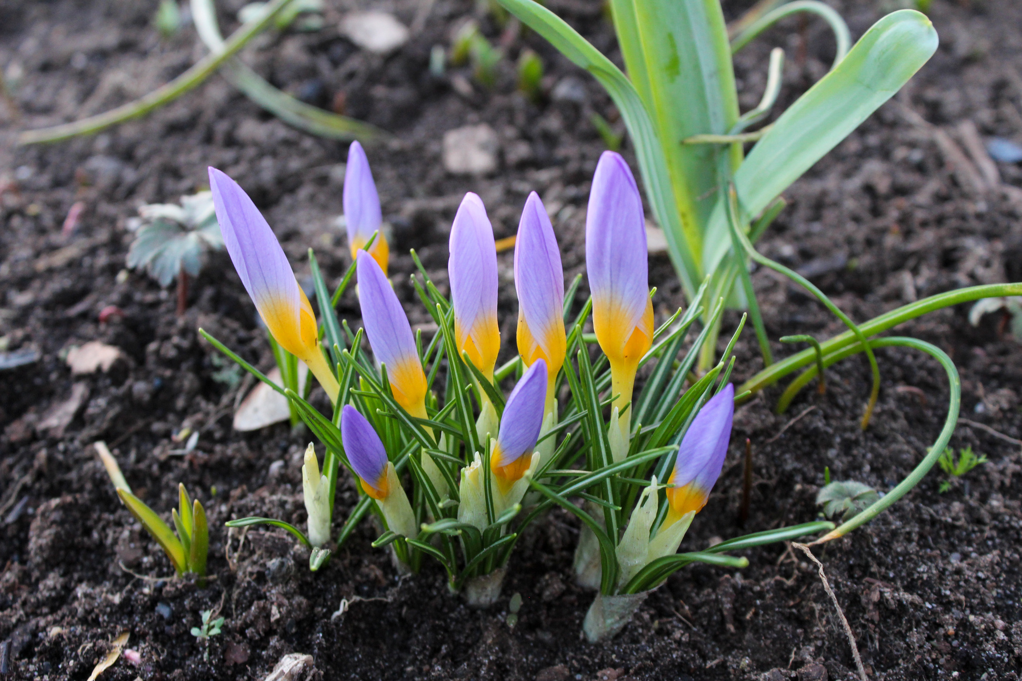 Crocus sieberi Tricolor
