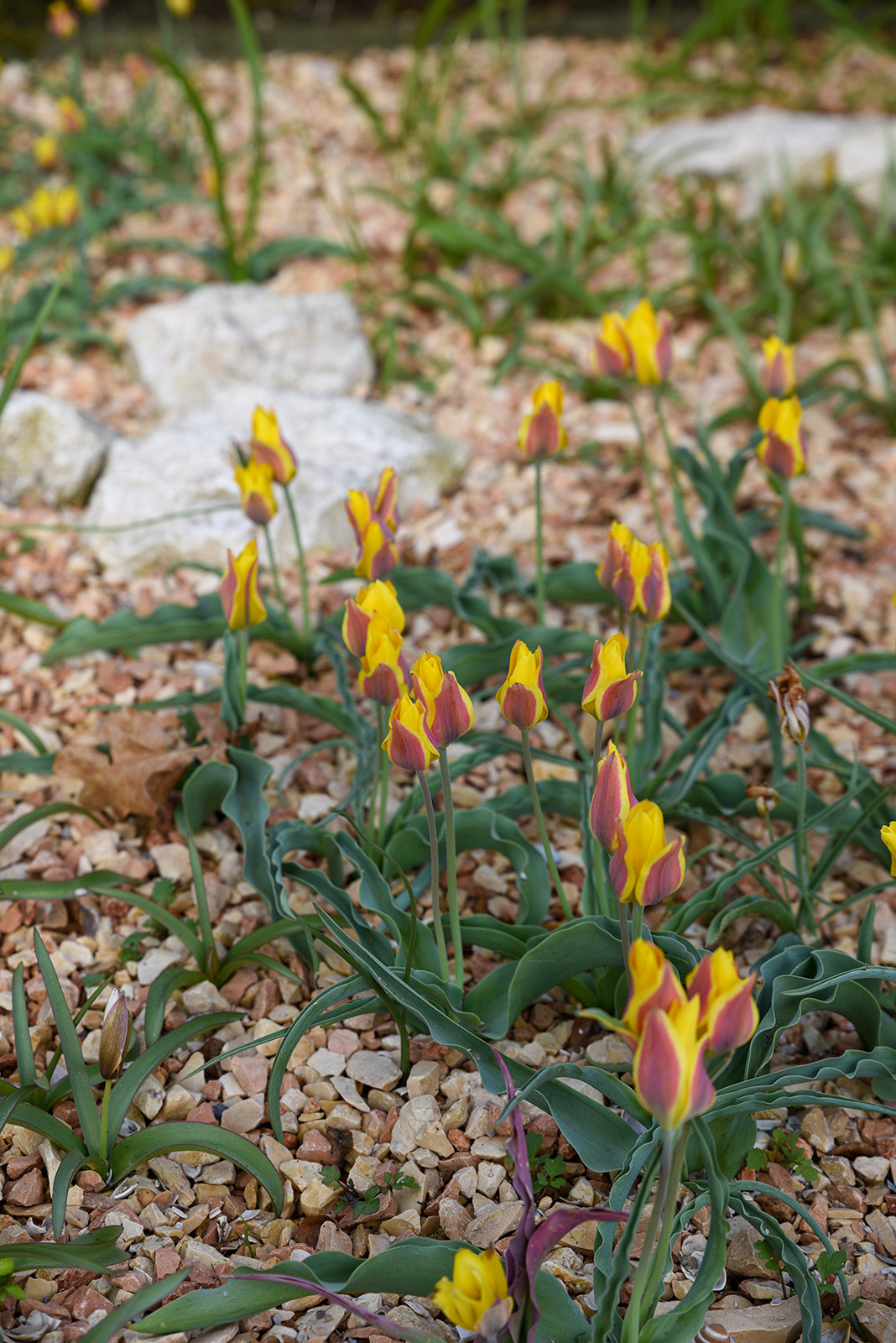 Botanische Tulpen T. kolpakowskiana Botanische Tulpen T. kolpakowskiana