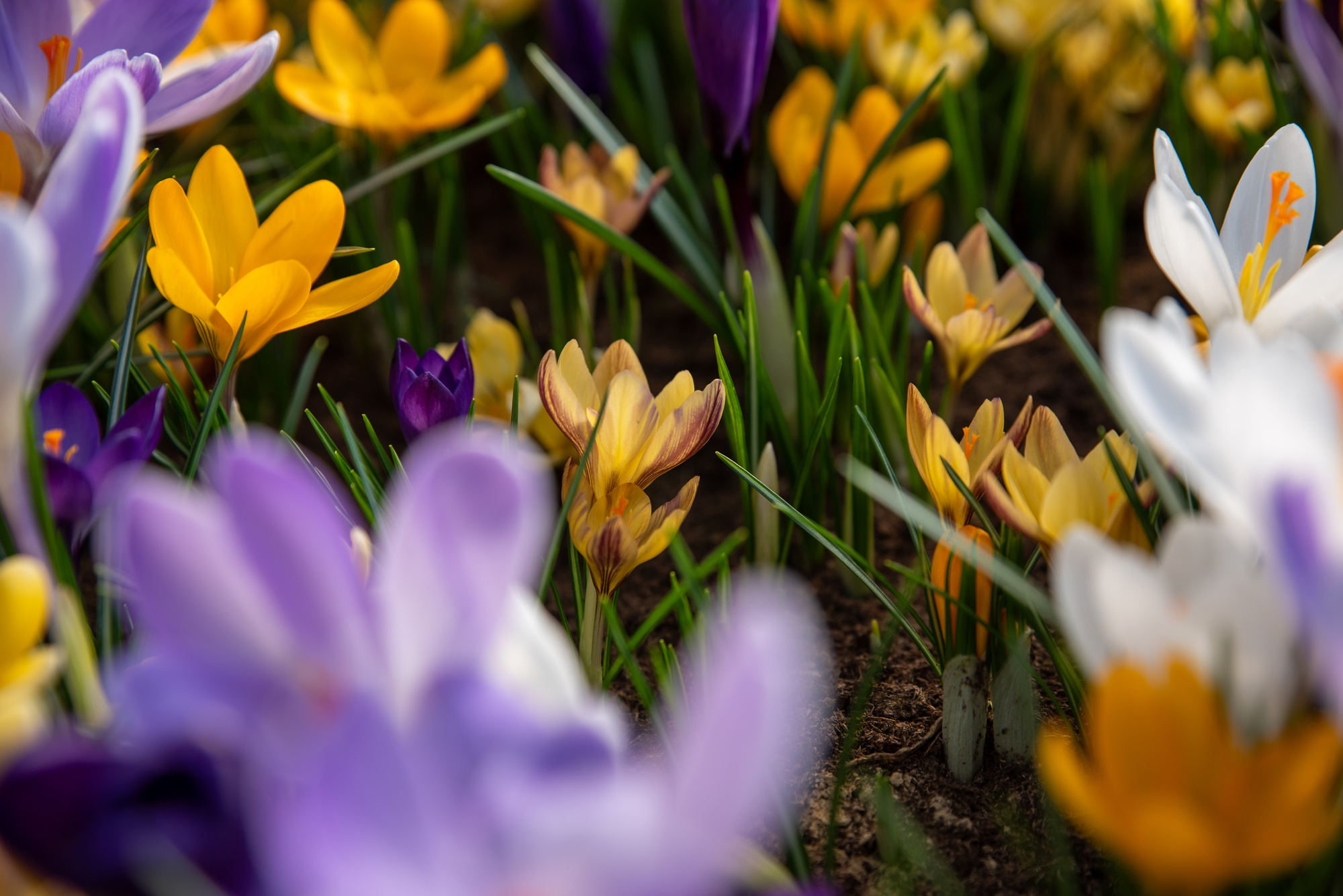 Crocus chrysanthus Advance