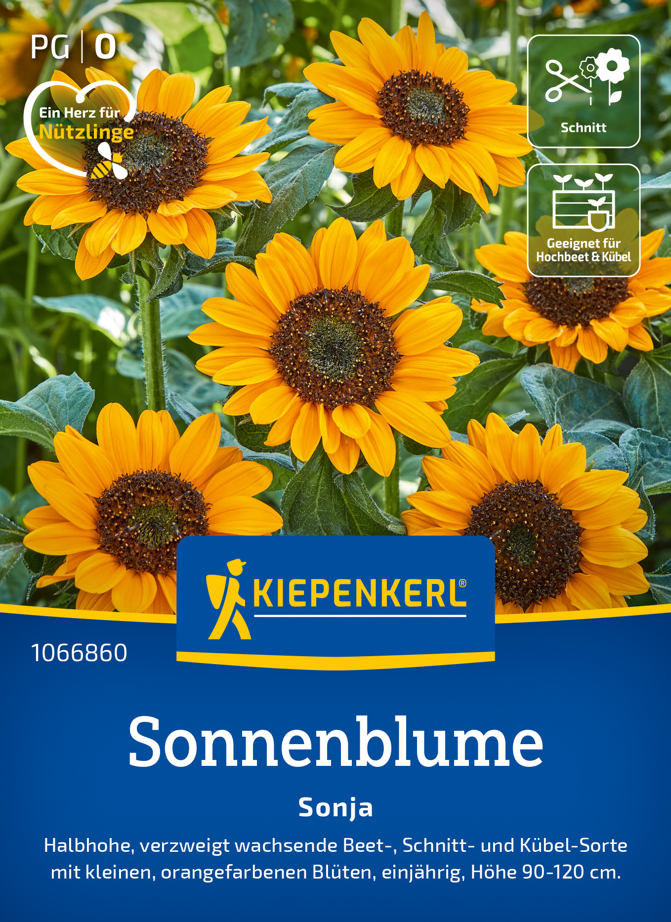 Sonnenblume Sonja