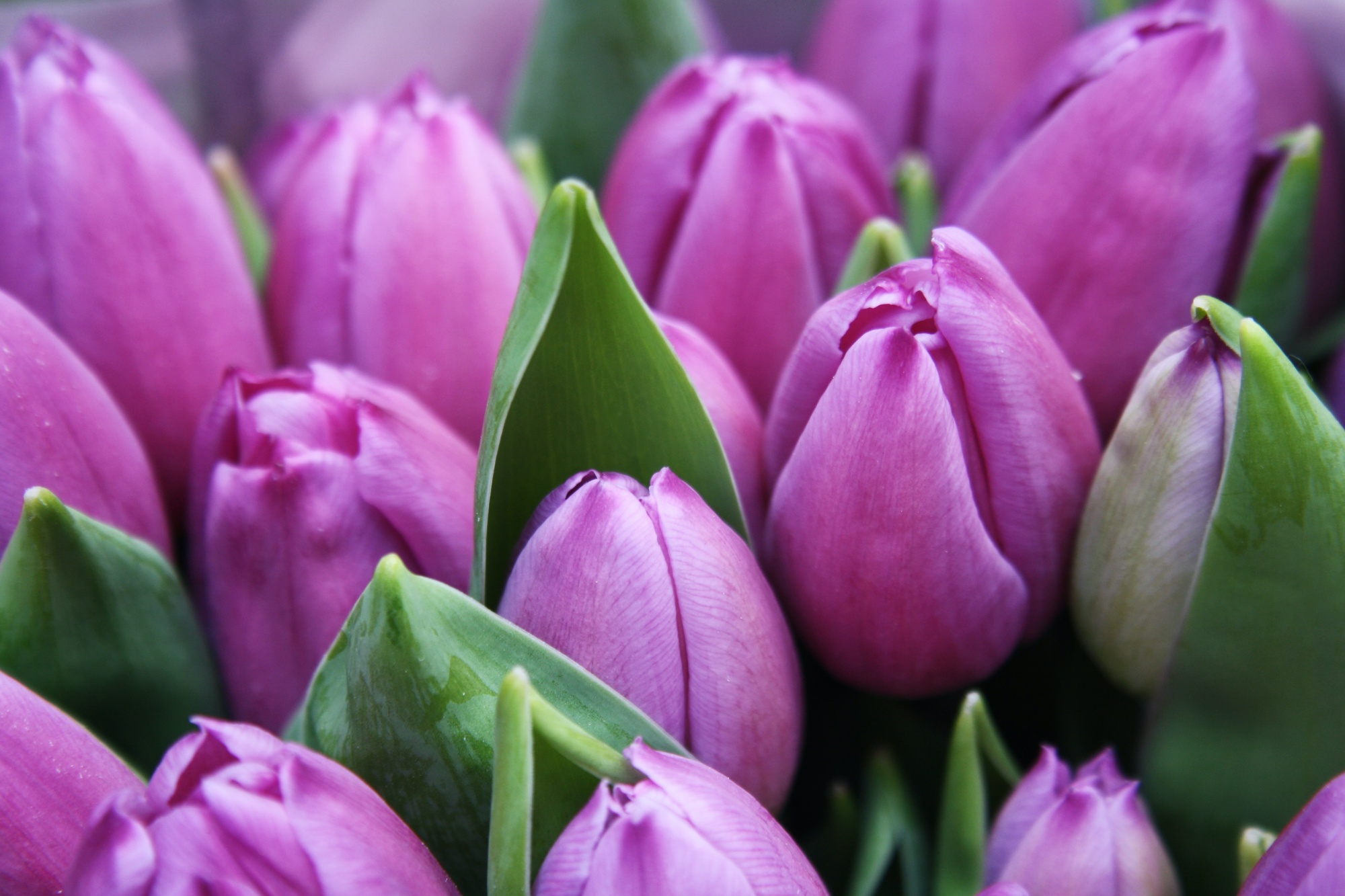 Schnitt-Tulpen Lila-Blau Schnitt-Tulpen Lila-Blau