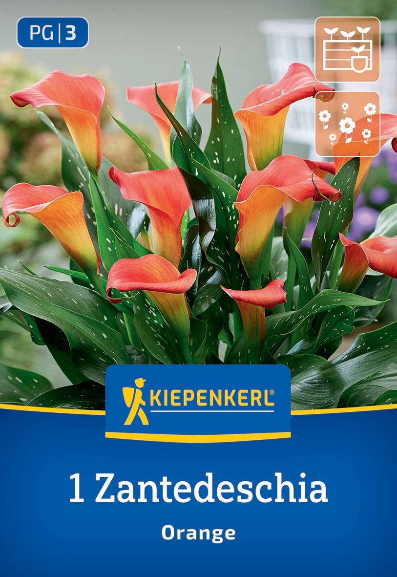 Calla Orange