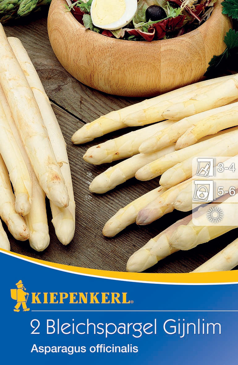 Bleichspargel Gijnlim Asparagus officinalis